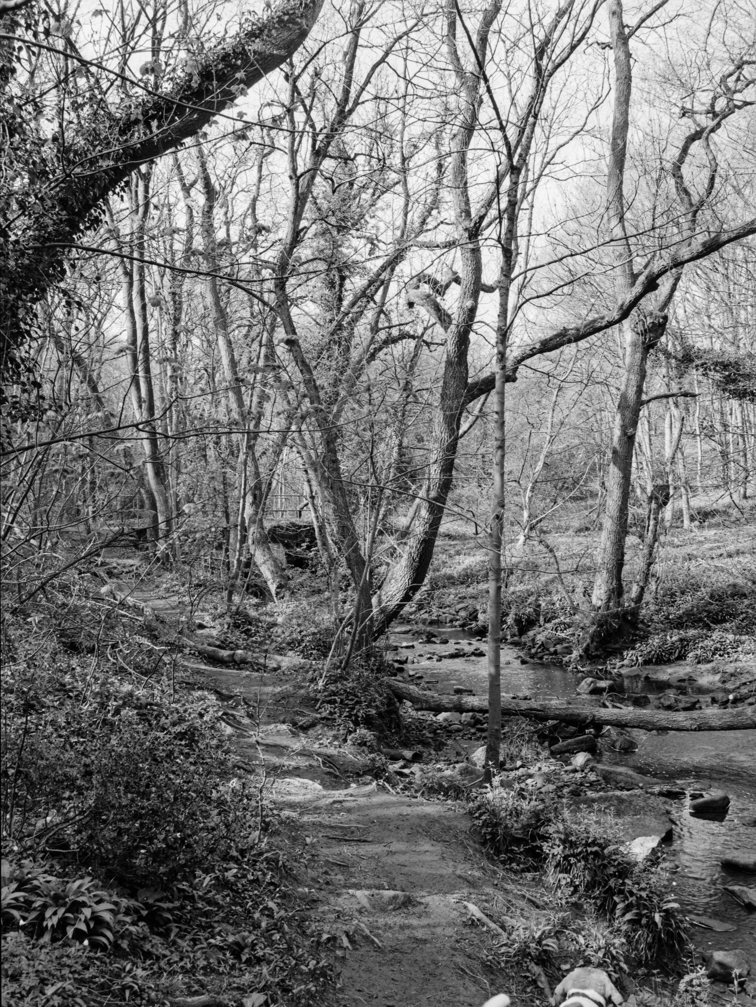 A black-and-white photo of a forest with trees, a small creek, and a dirt path.