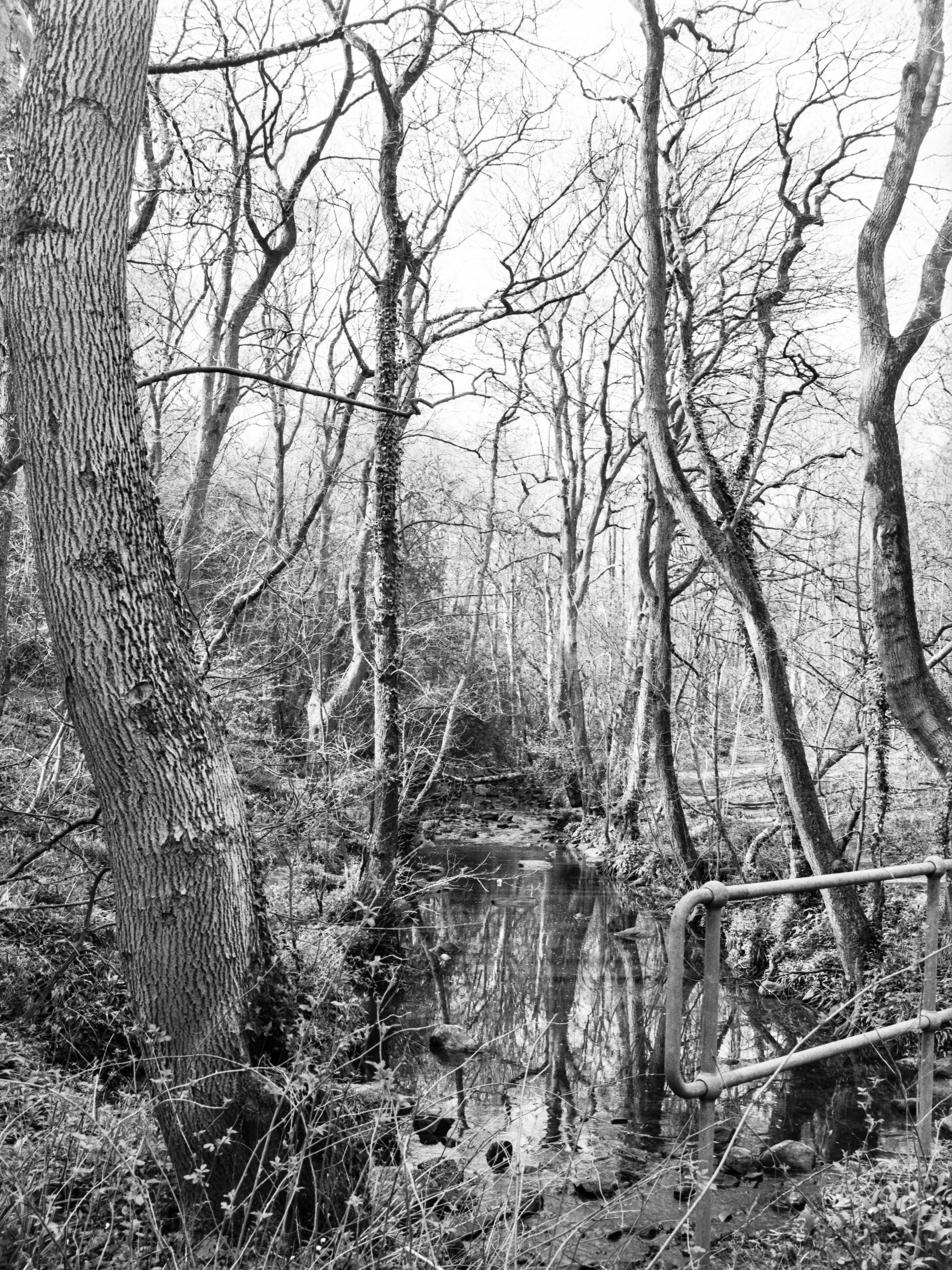 A black and white photo of a wooded area with bare trees and a small stream running through it, with a metal railing along the stream.