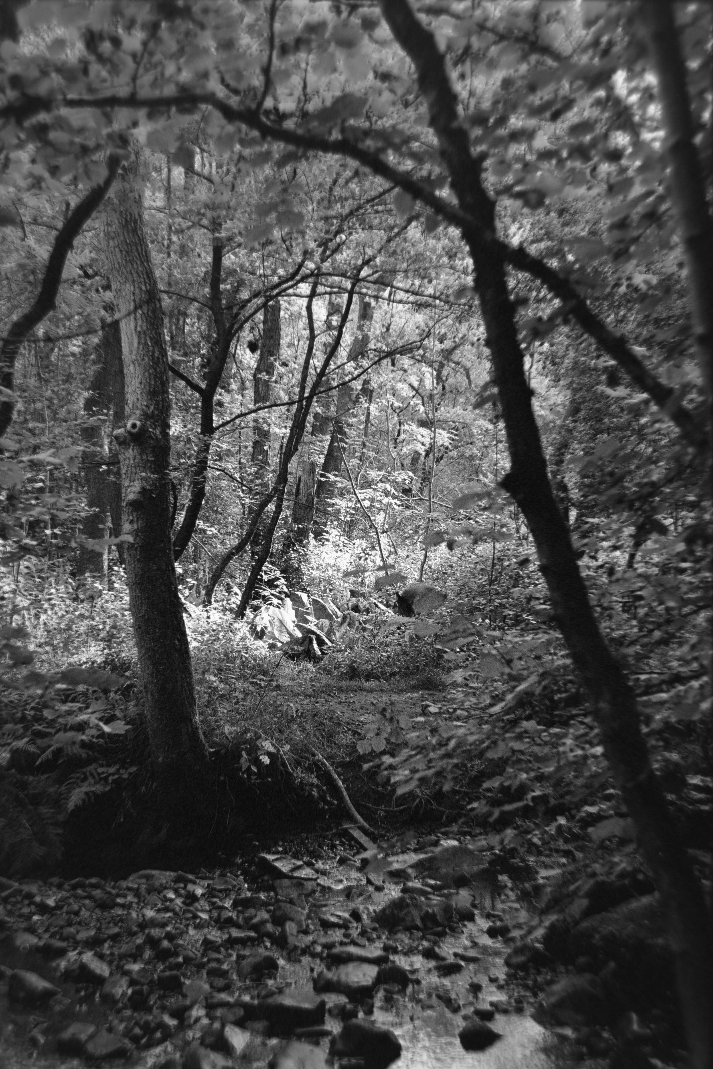 Black and white photo of a wooded forest with trees, leaves, and a small creek running through it.