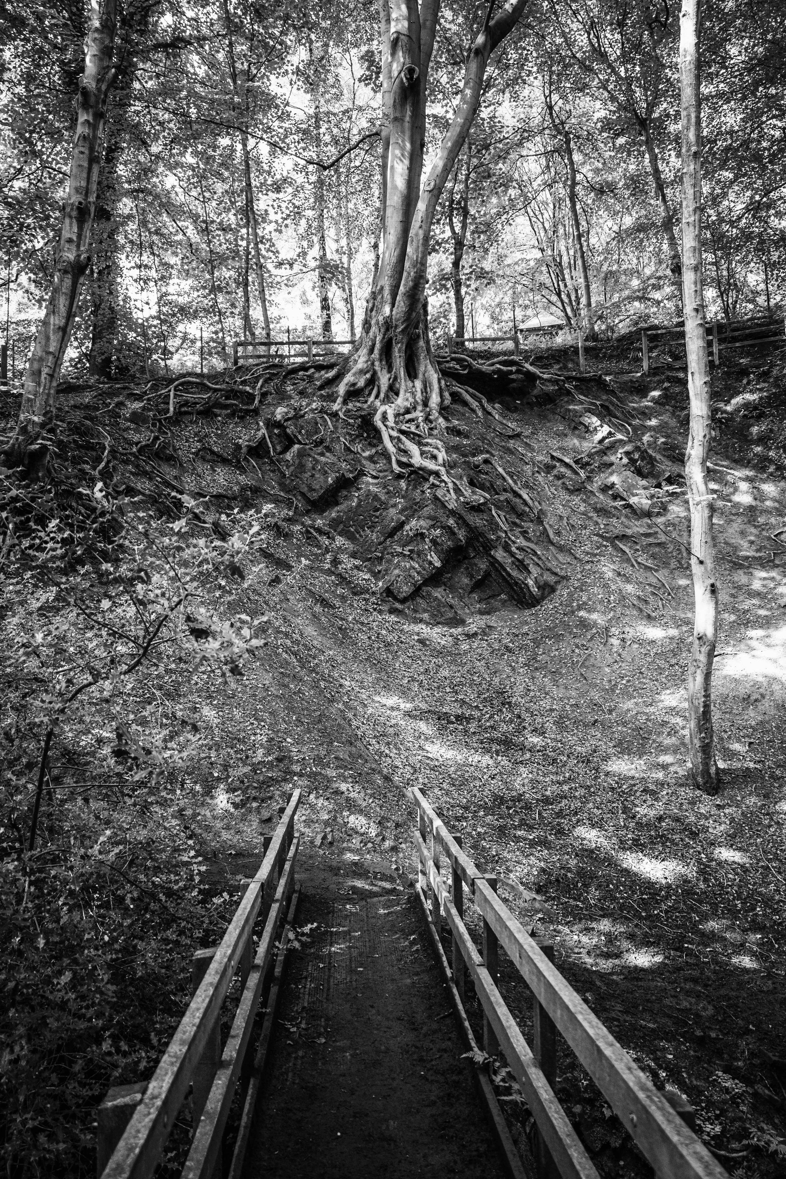 Black and white photo of a small bridge leading to a hillside with a large tree and exposed roots.