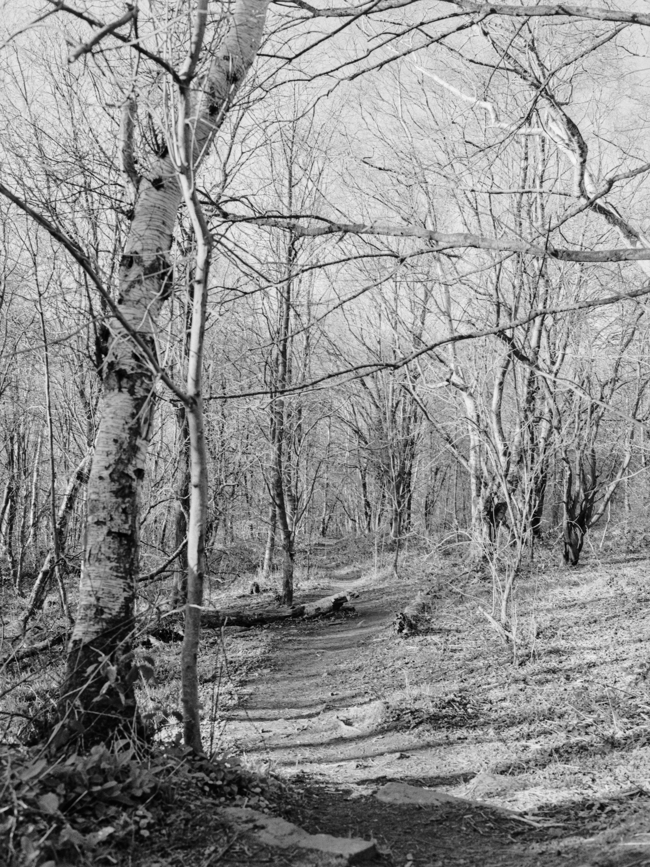 Black and white photo of a forest trail surrounded by leafless trees, with a dirt path winding through the woods.