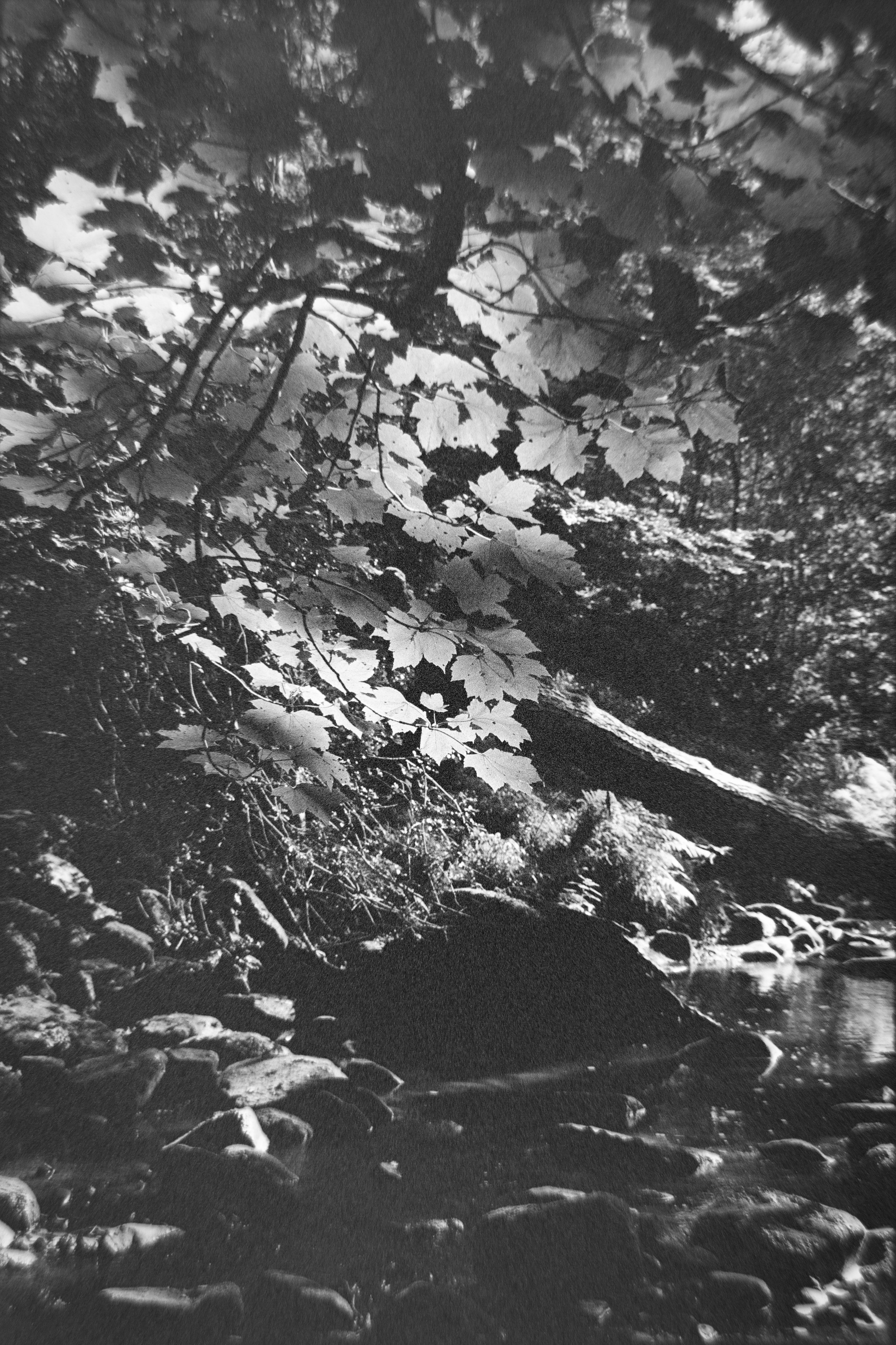 Black and white photograph of a forest scene with a stream, rocks, trees, and leaves.