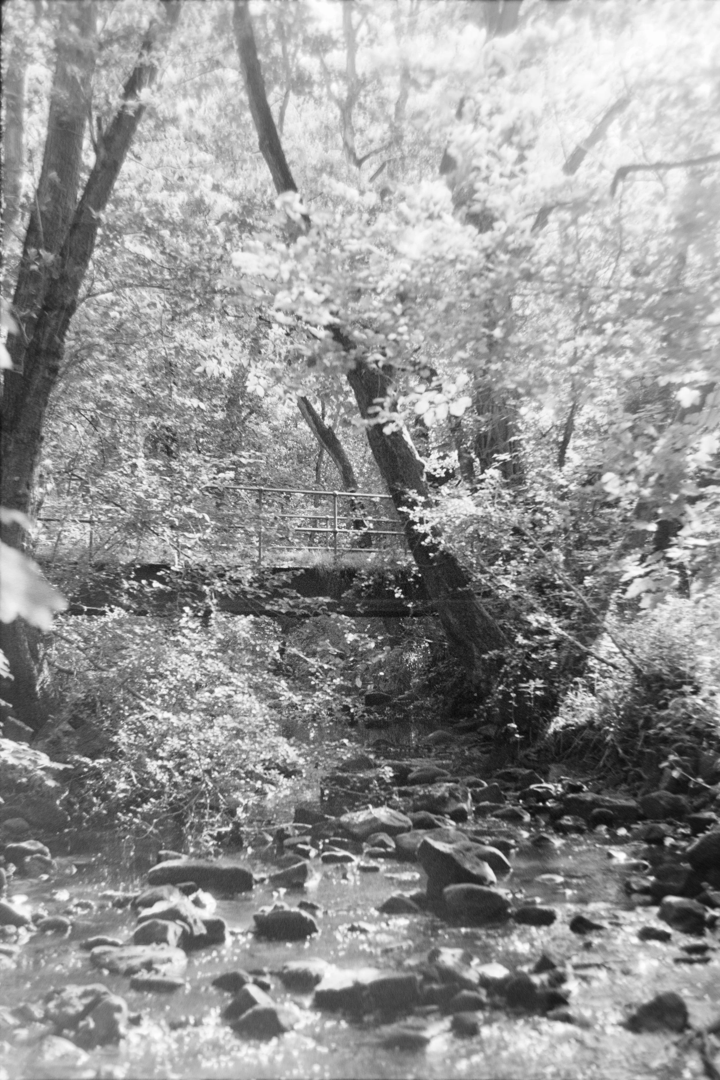 Black and white photo of a wooded stream with rocks, trees, and a small footbridge.