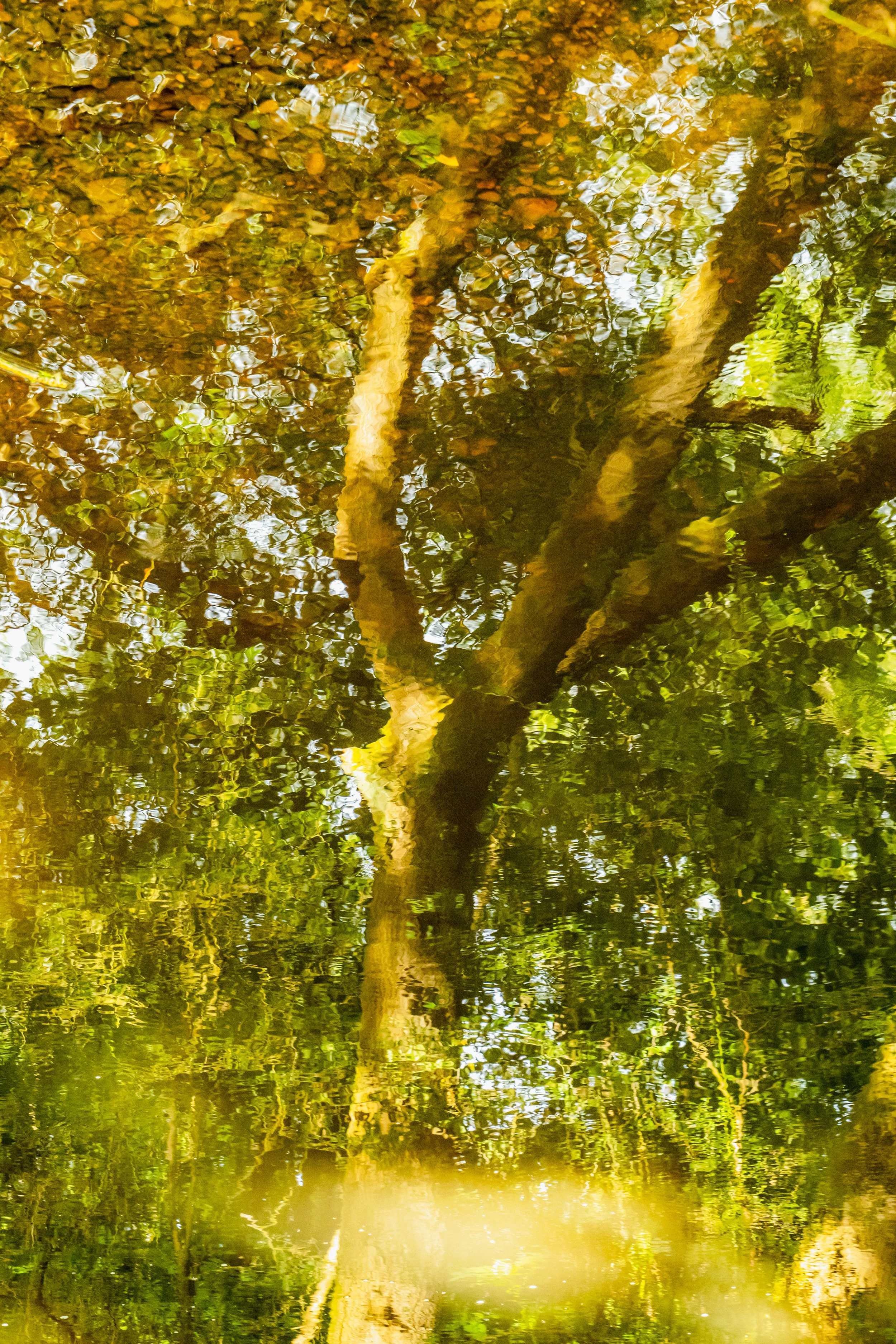 Reflection of tree branches and leaves on the surface of a body of water.