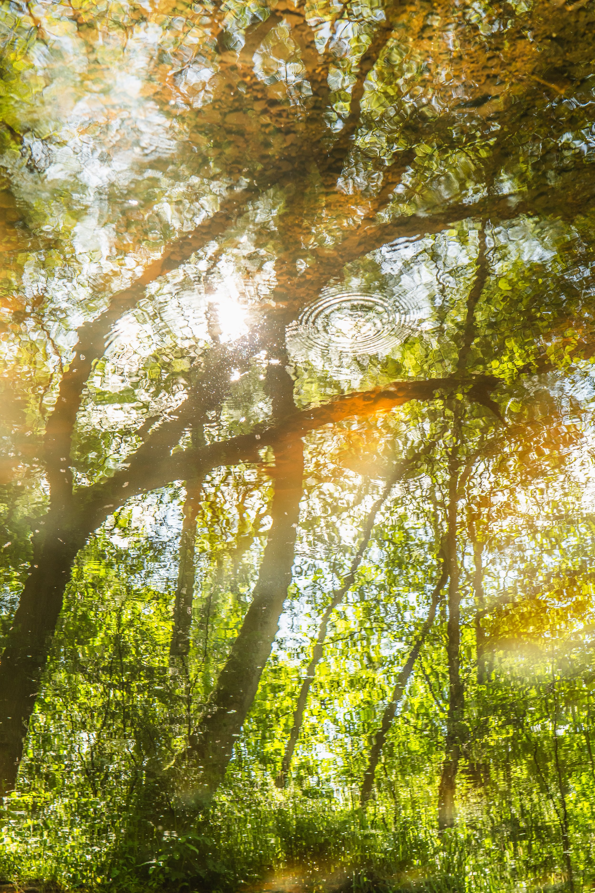 Reflection of trees in a calm pond with sunlight filtering through the leaves.