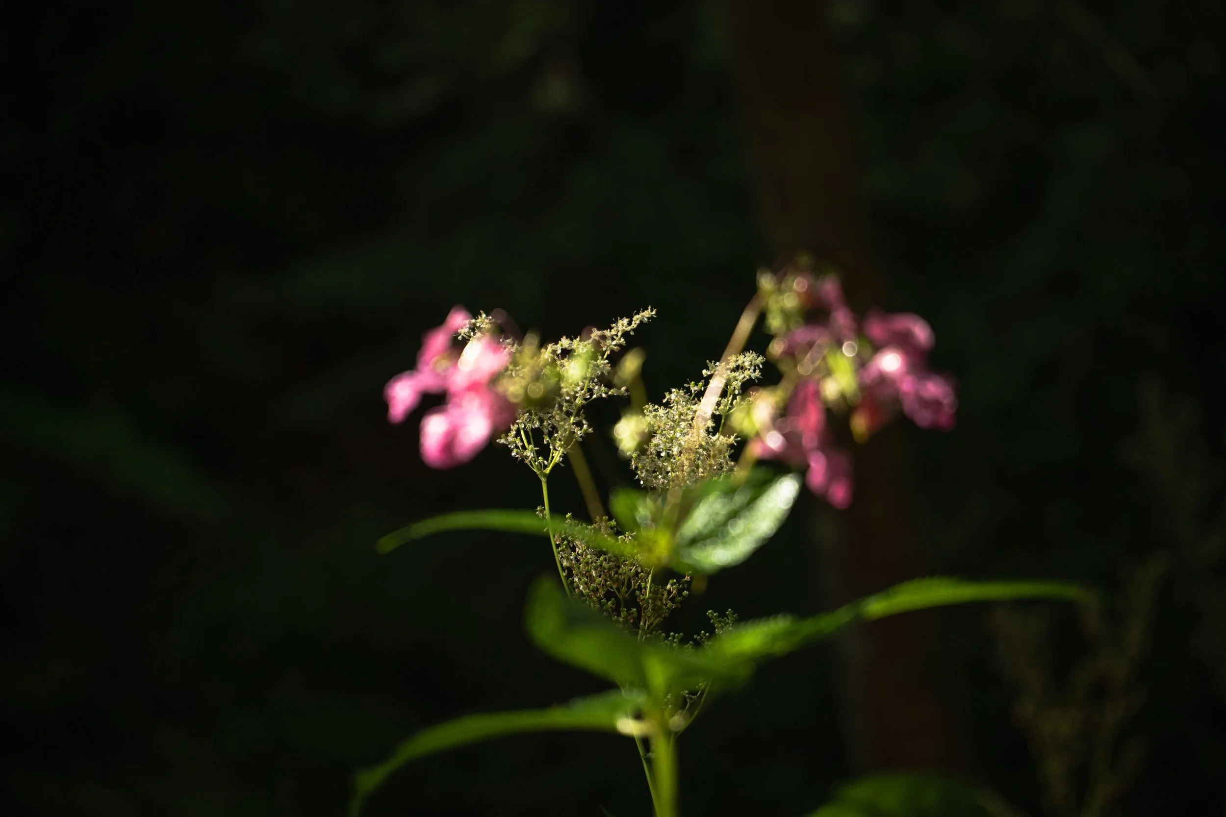 Close-up of a pink flower with tiny white and green details, set against a dark background.