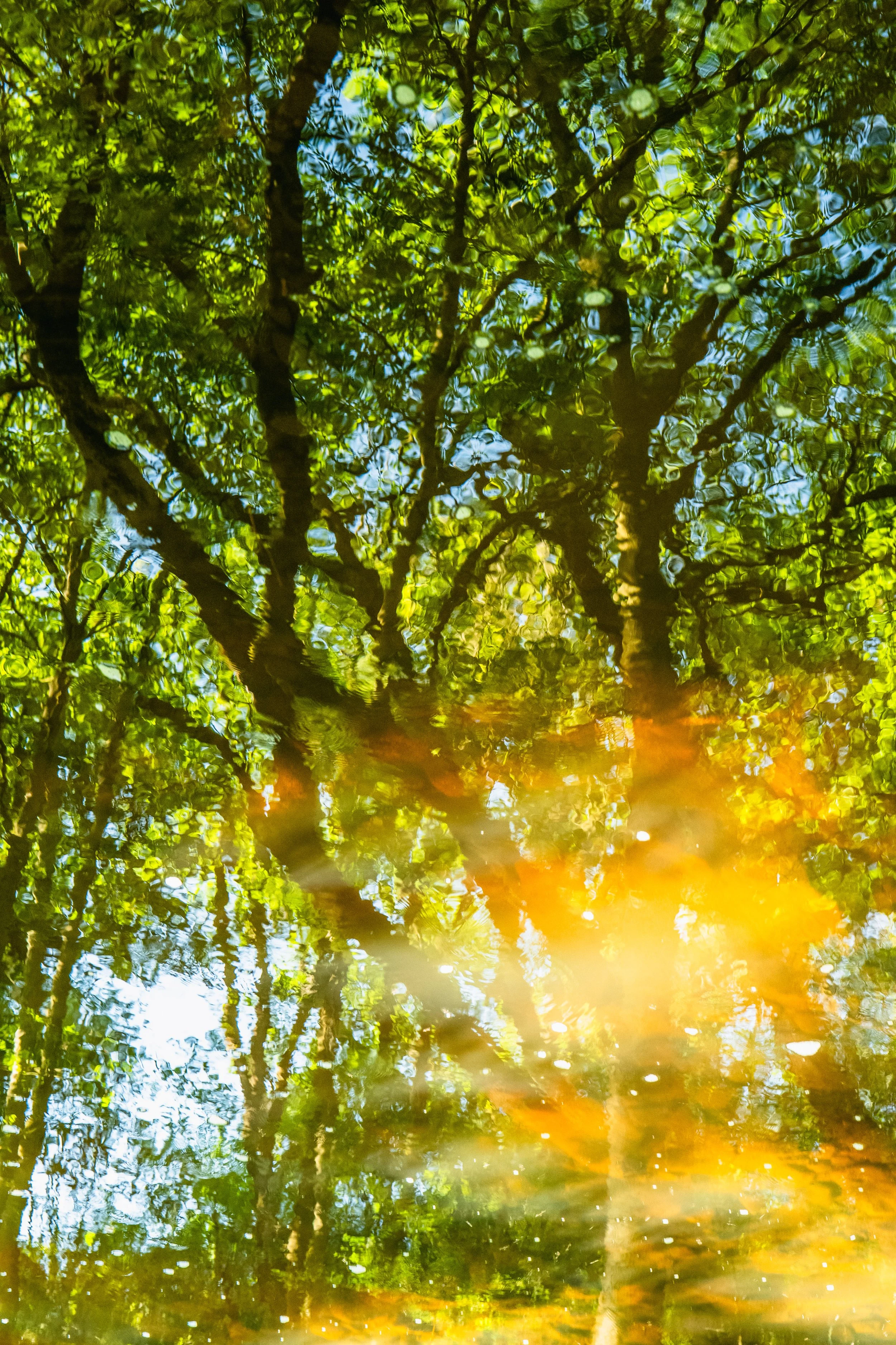 Reflected image of a tree with lush green leaves and blue sky, over a body of water with ripples and orange sunlight.