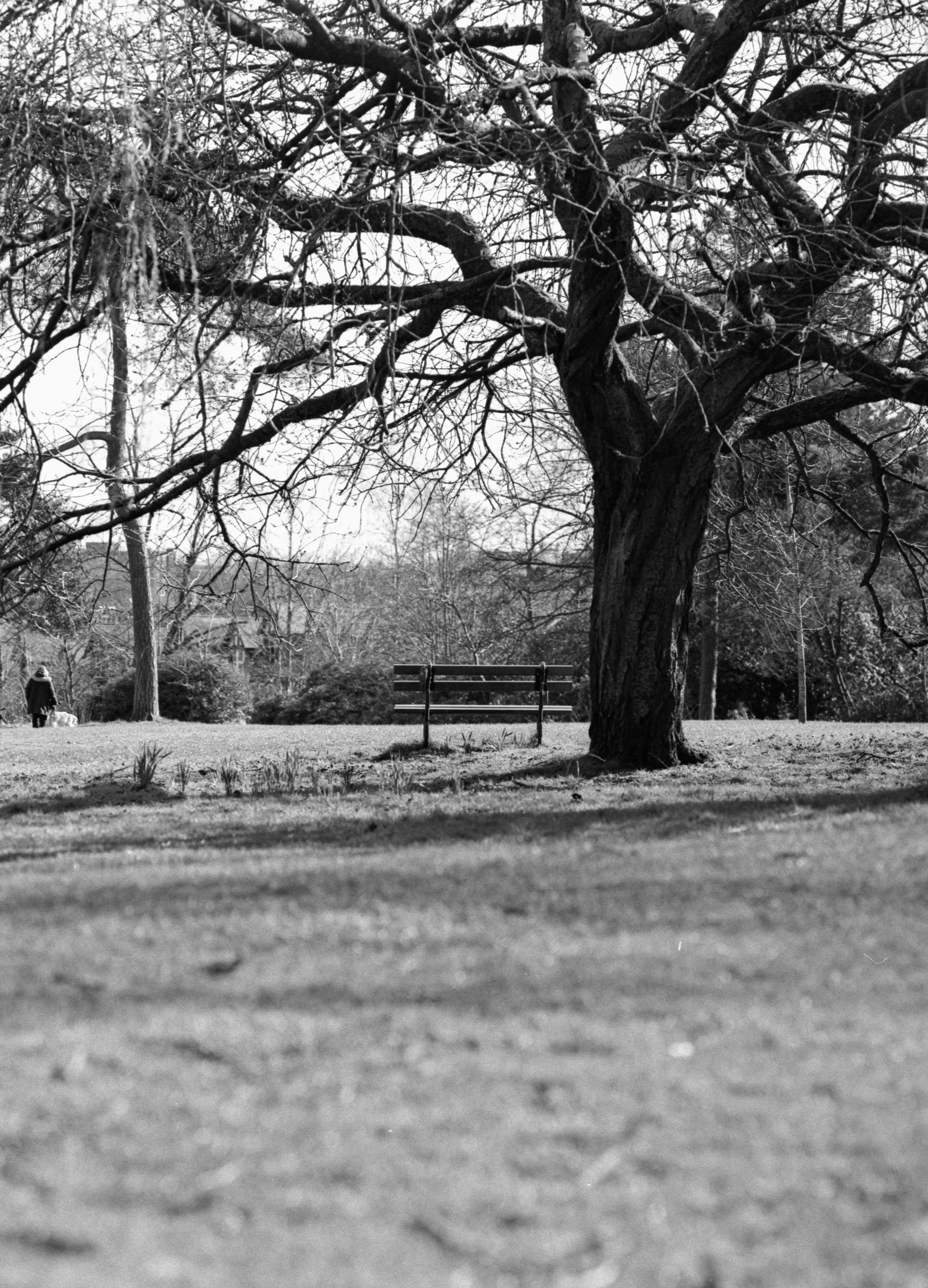 A black-and-white photo of a park with a large tree in the foreground, a bench under the tree, and a person walking a dog in the background.