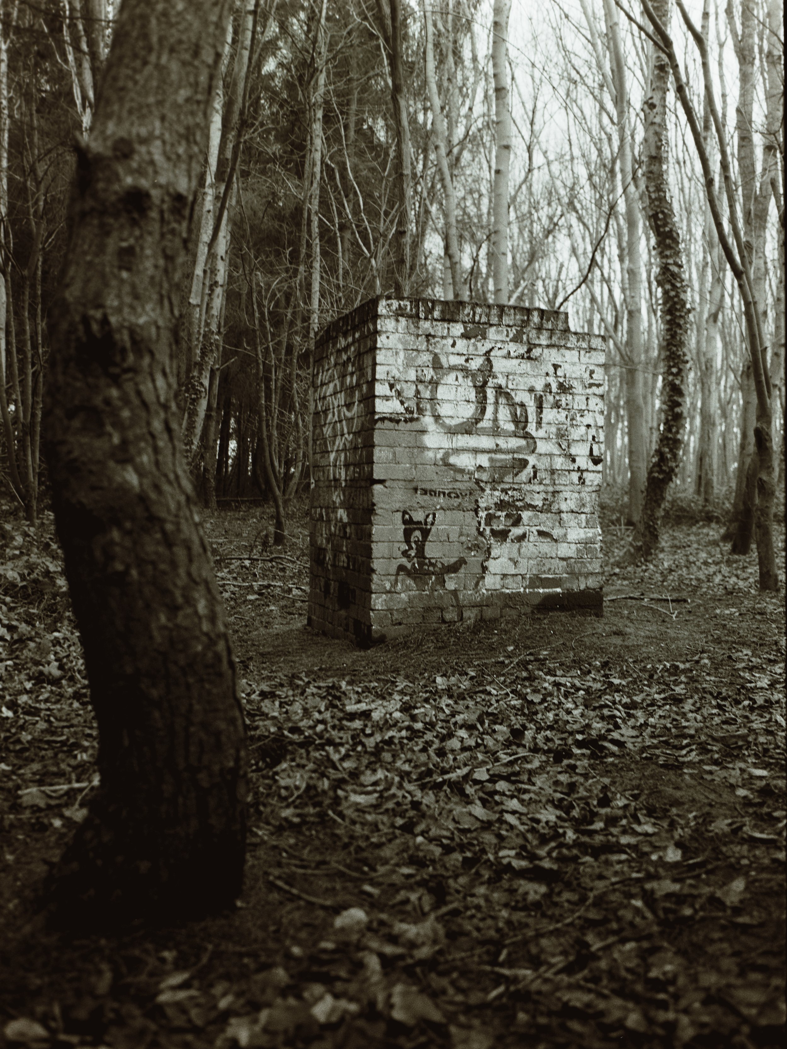 A graffiti-covered brick structure in a forest with leaf-covered ground and leafless trees surrounding it.