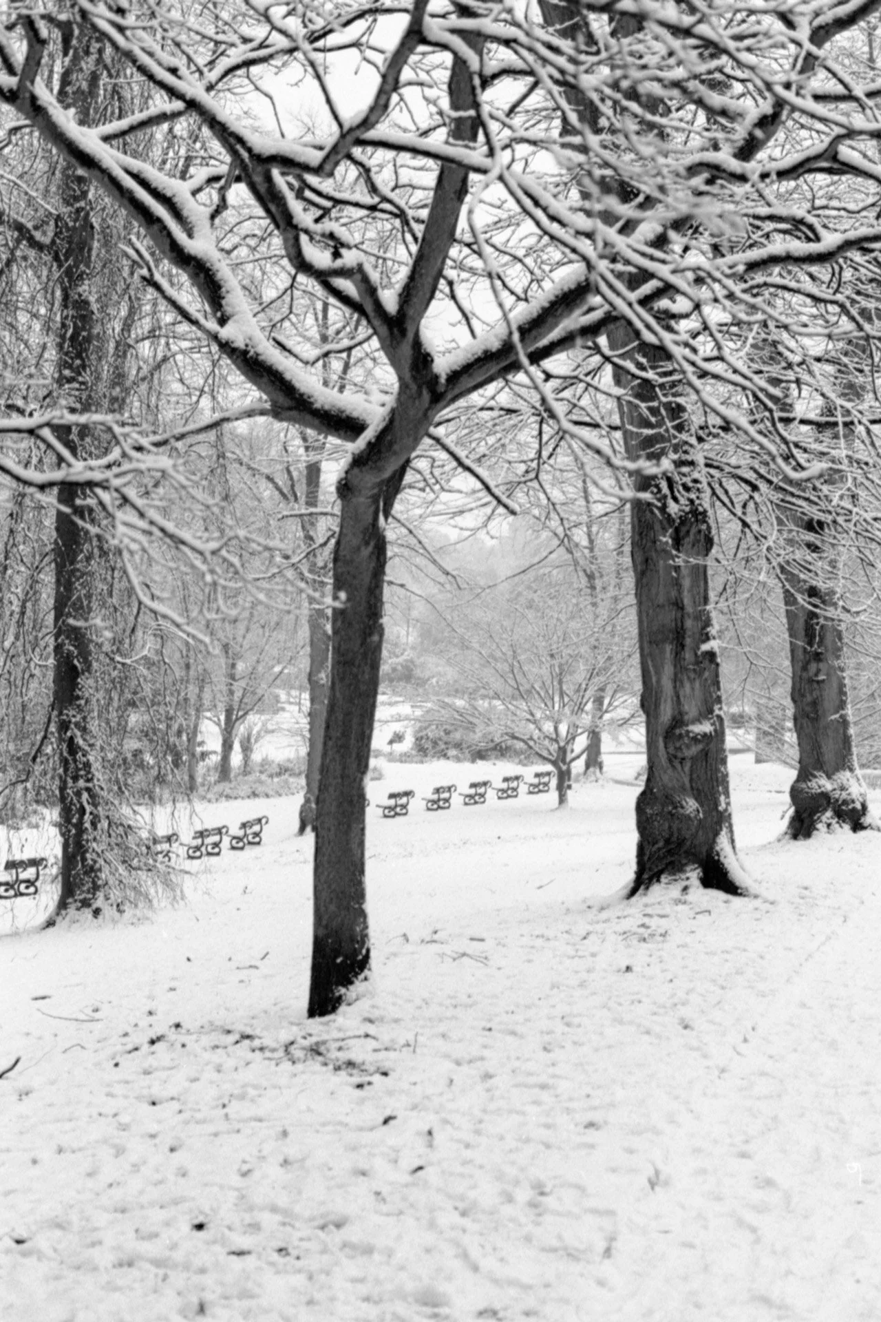 Snow-covered park with large leafless trees and empty benches.