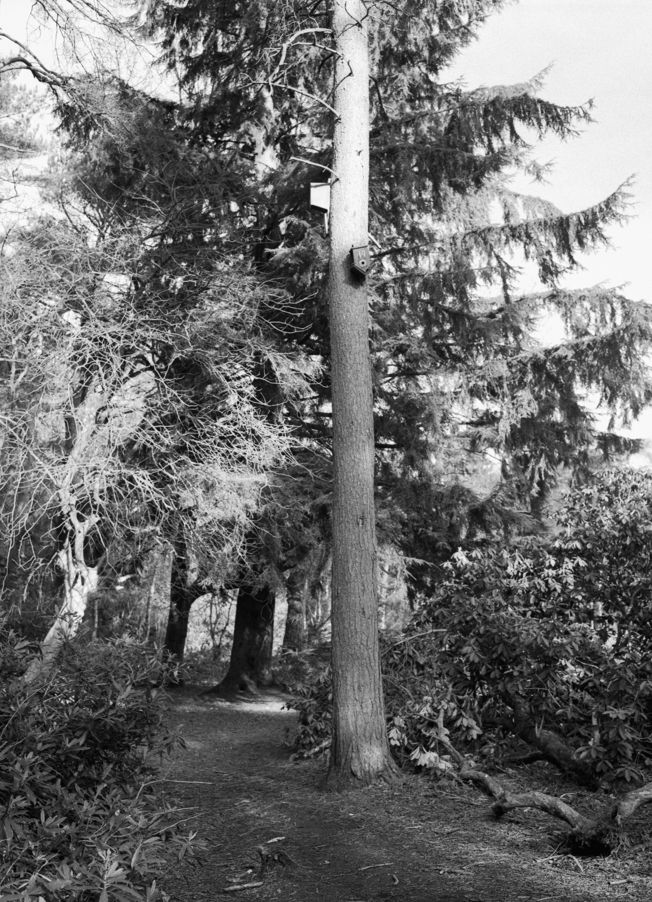 A wooded trail with trees on either side and a telephone pole with devices attached in the center.