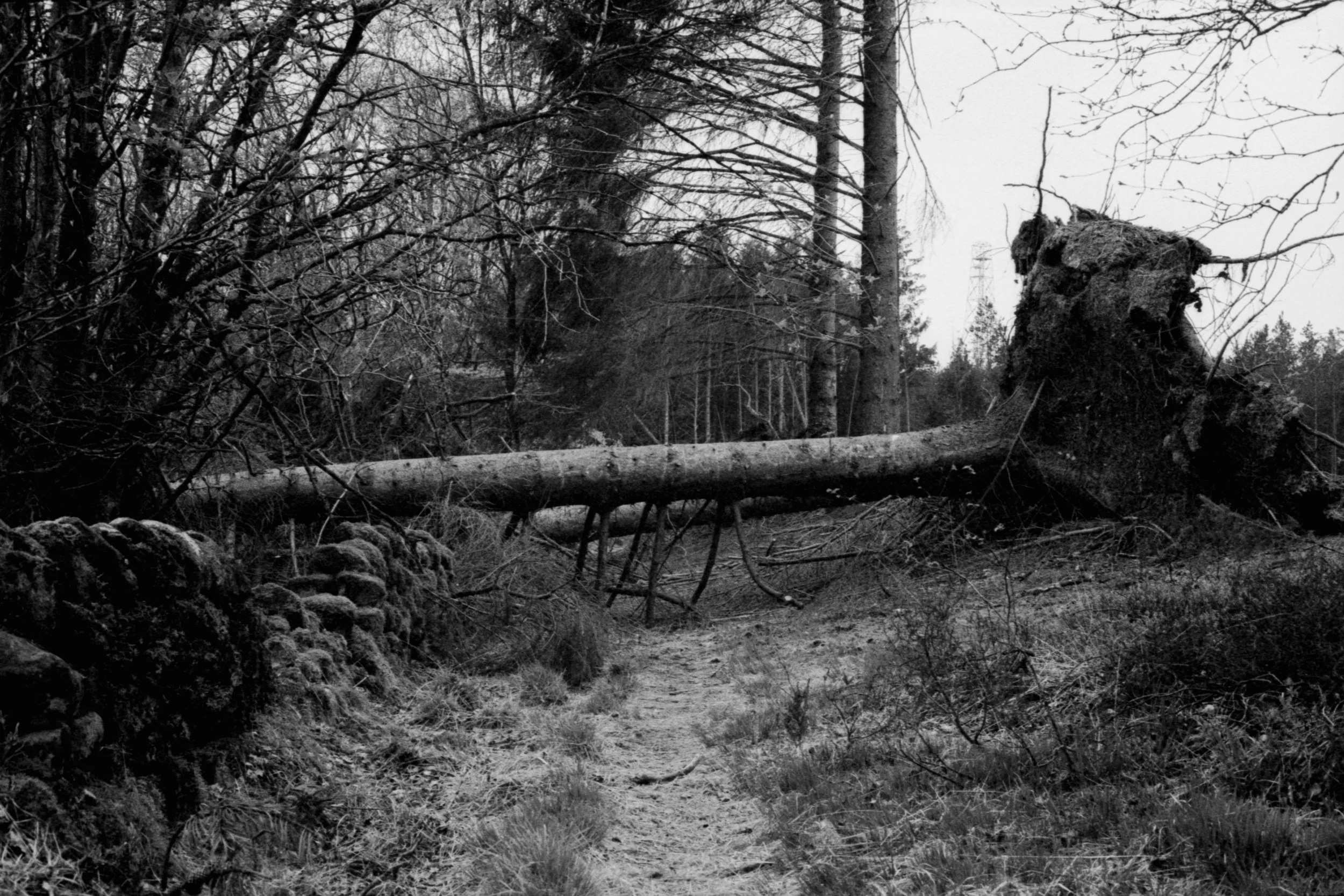 A fallen tree blocking a forest trail, with trees and underbrush in the background.