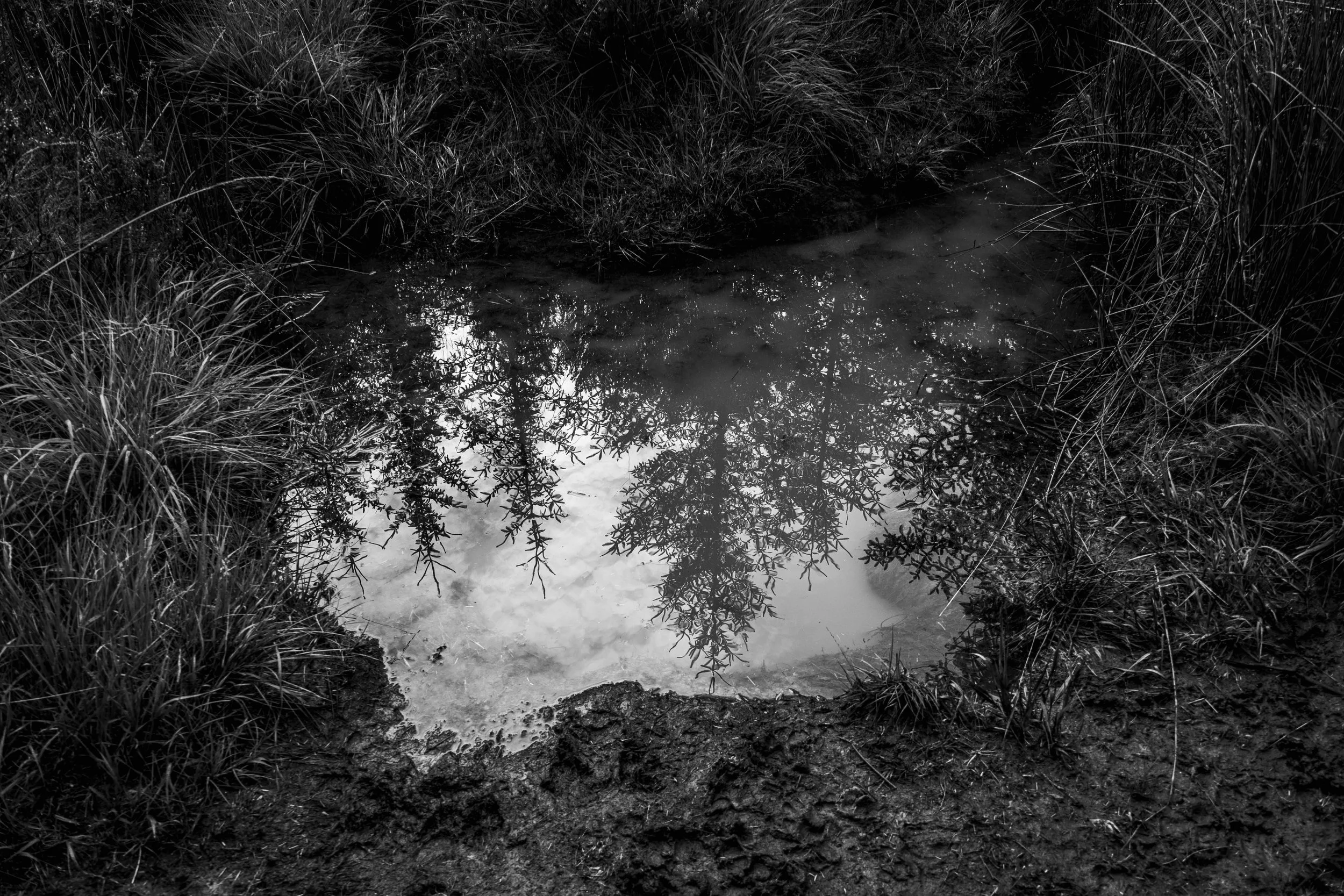 A small muddy pond reflecting trees and sky, surrounded by grass and soil in black and white.
