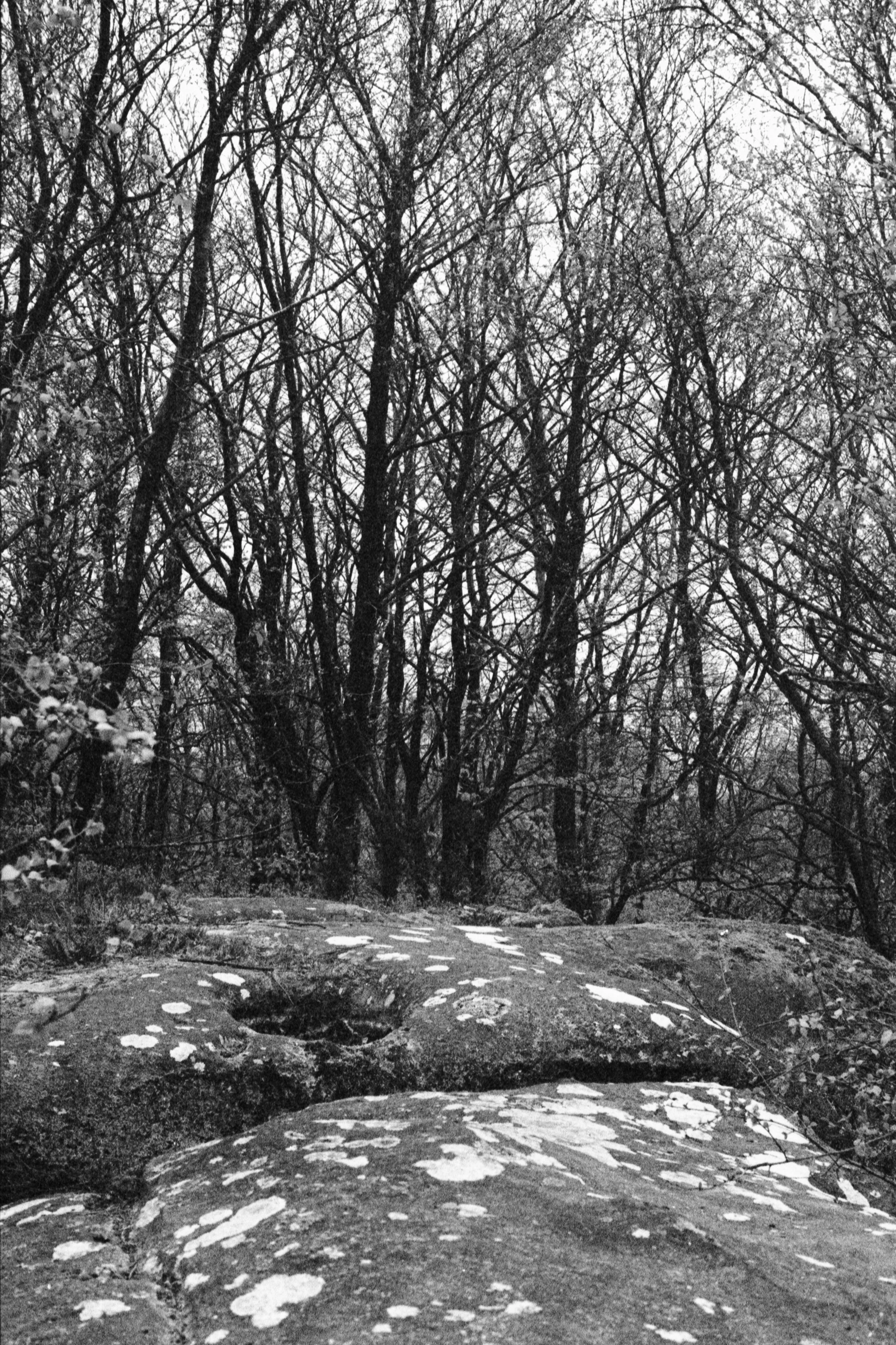 Black and white photo of leafless trees in a forest, with large rocks and patches of snow on the ground.
