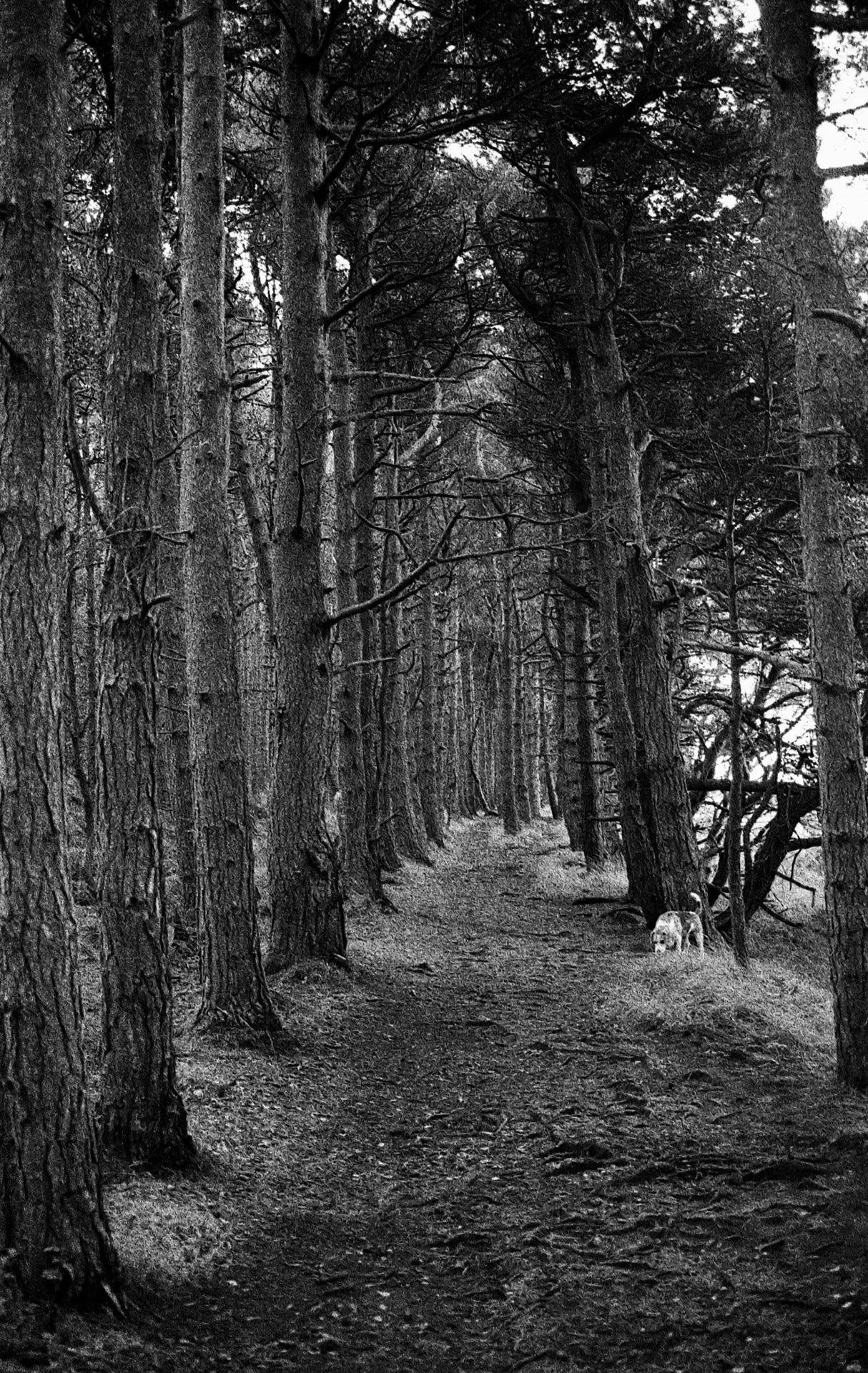 A black and white photo of a forest trail surrounded by tall trees with textured bark, narrow and winding, with a dog sitting in the distance near some trees to the right.