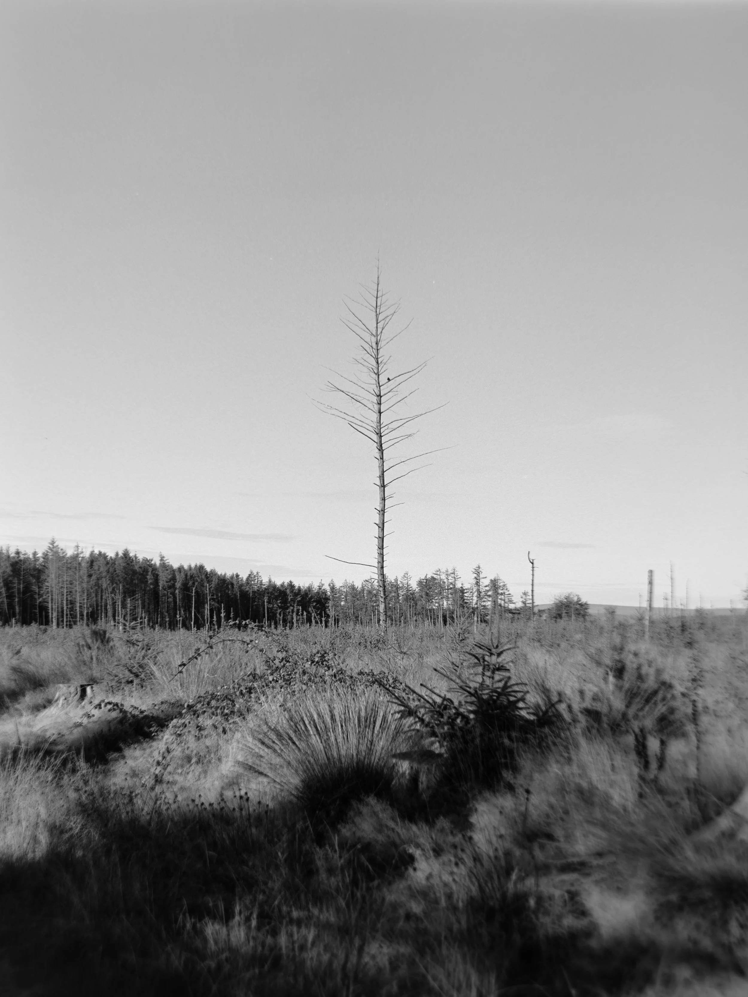 A black and white photo of a barren landscape with a tall, leafless tree in the center, and a forest in the background.