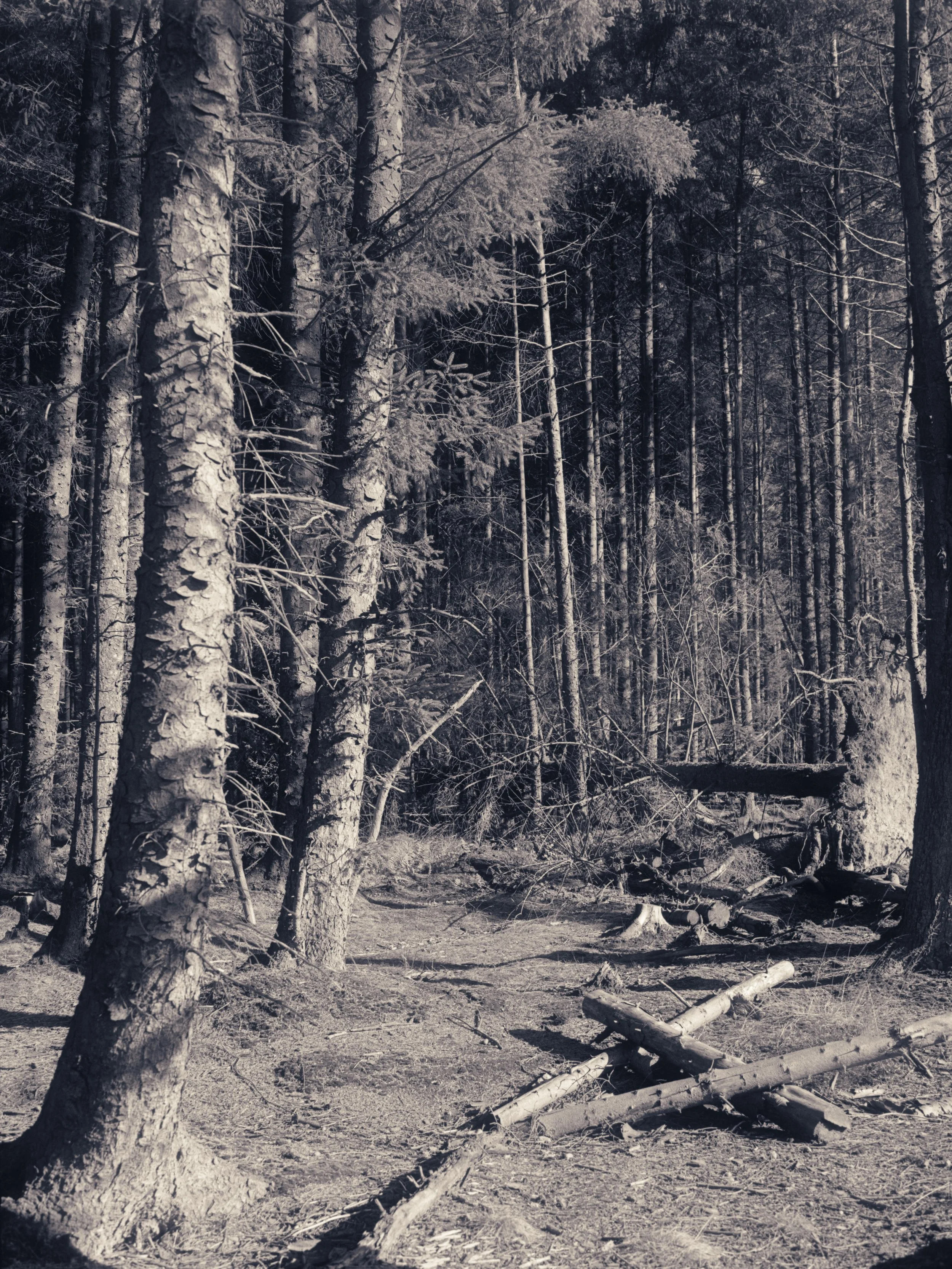 A black and white photograph of a forest with tall trees, fallen logs, and a dirt path.