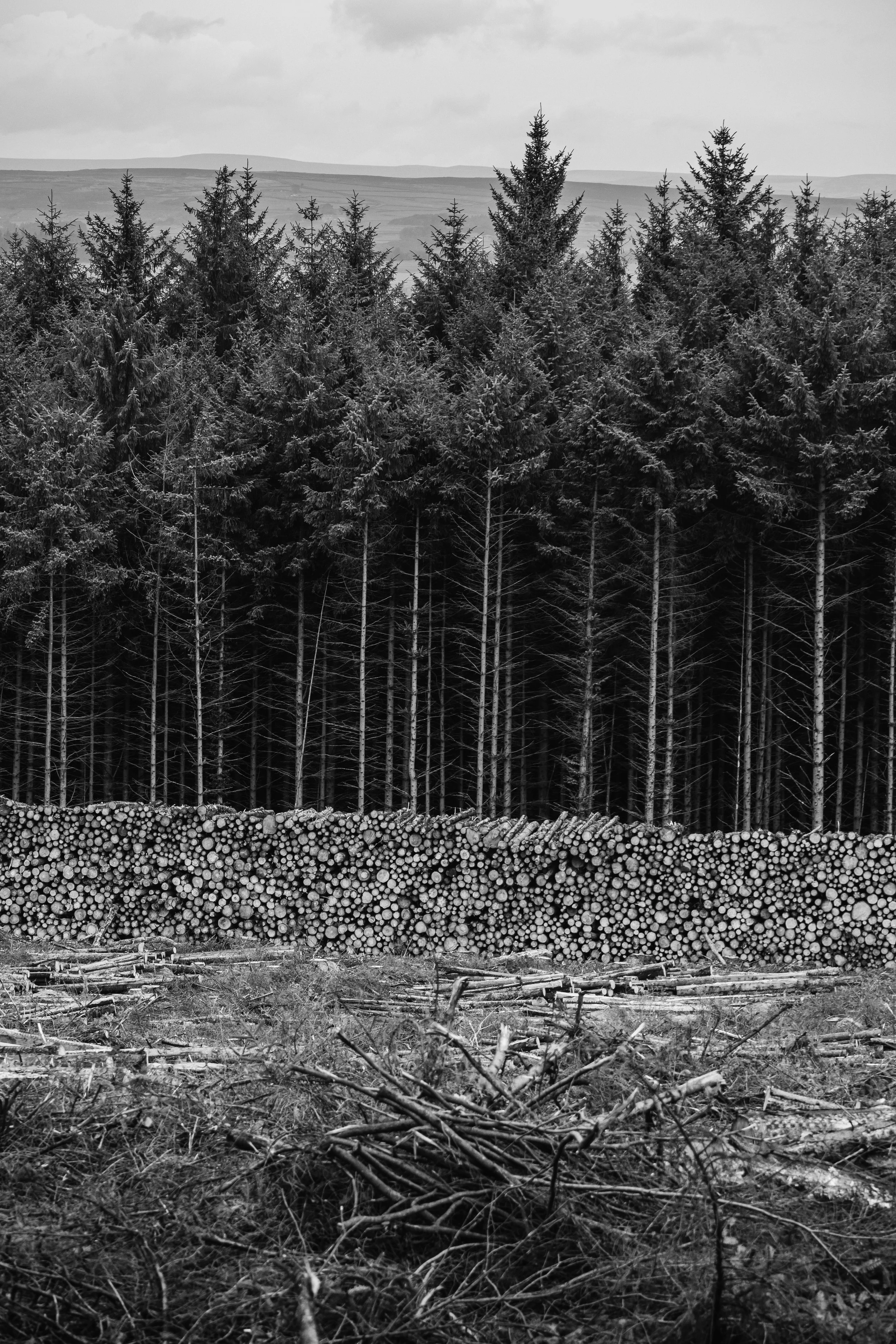 A black and white photo of a forest with tall trees and a large stack of cut logs in the foreground.