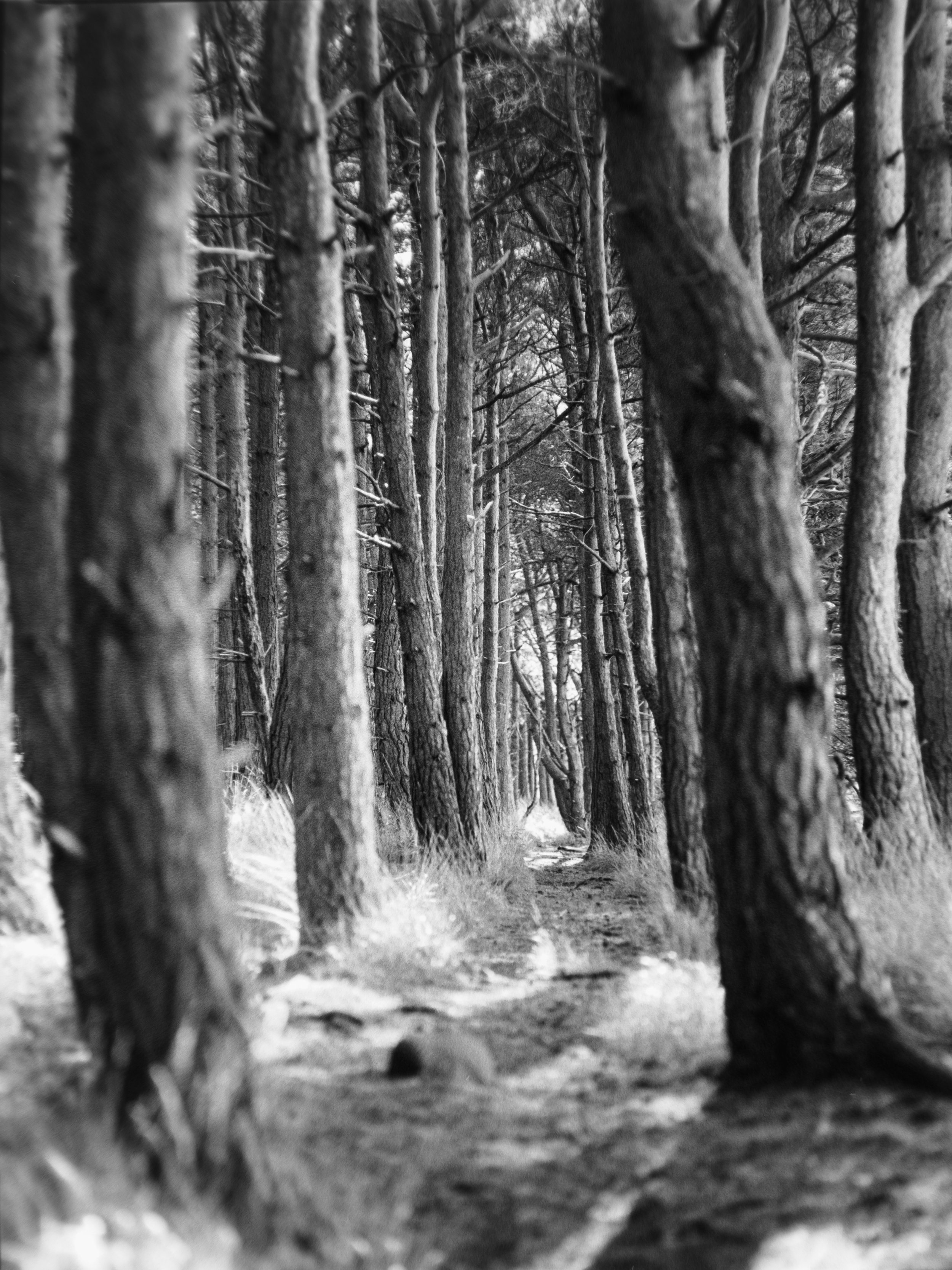 A black-and-white photo of a forest with tall, thin trees lining a narrow dirt path.