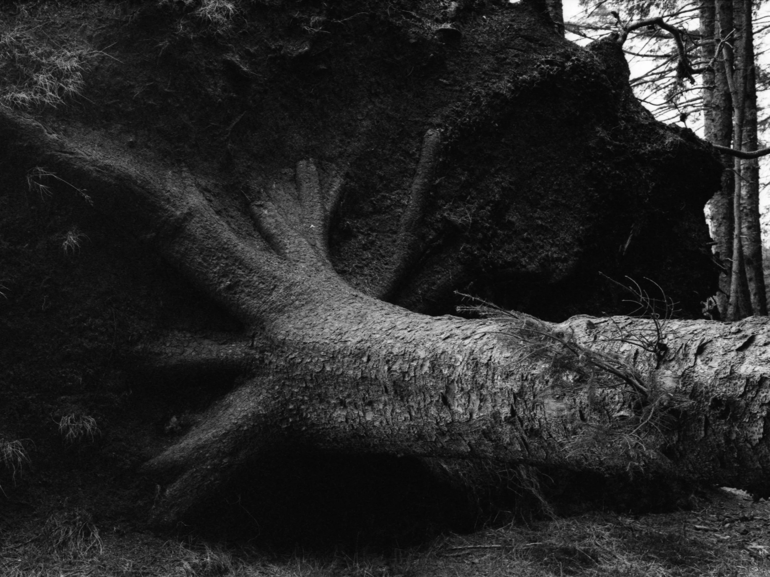 A fallen large tree with roots exposed, lying on the ground in a forest.