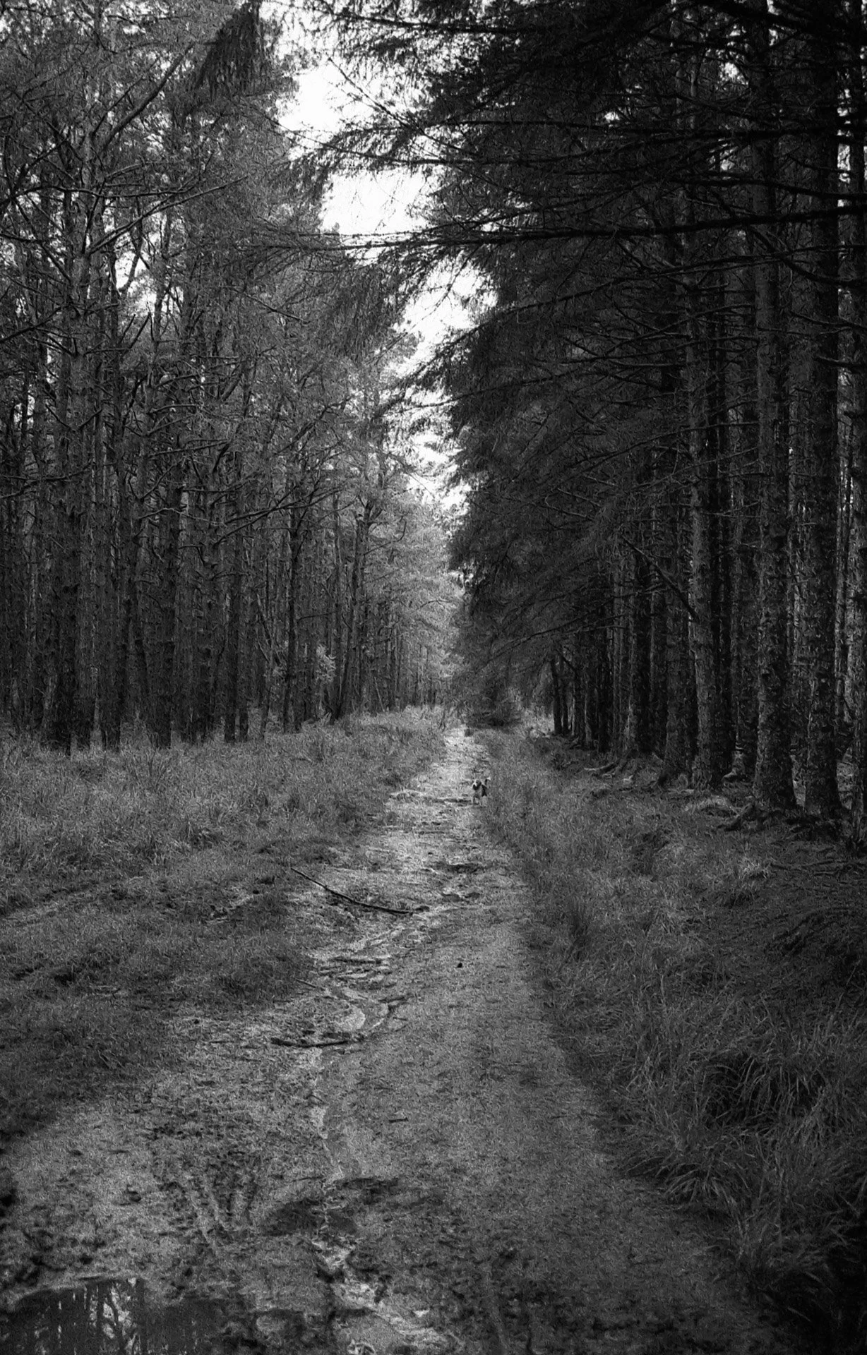 A black and white photo of a dirt forest trail surrounded by tall trees, with patches of grass and mud along the path.