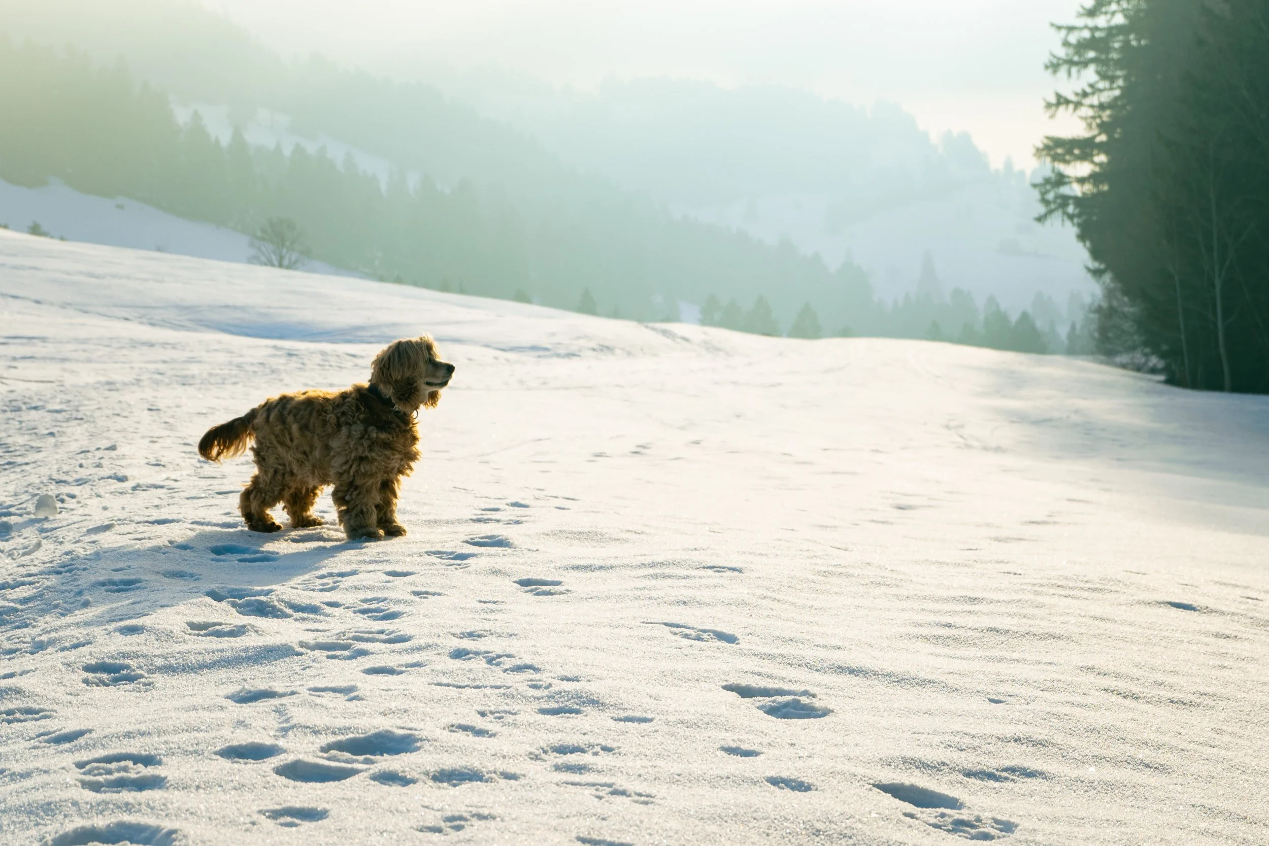 A dog standing on snowy ground in a winter landscape with trees and hills in the background, sunlight illuminating the scene