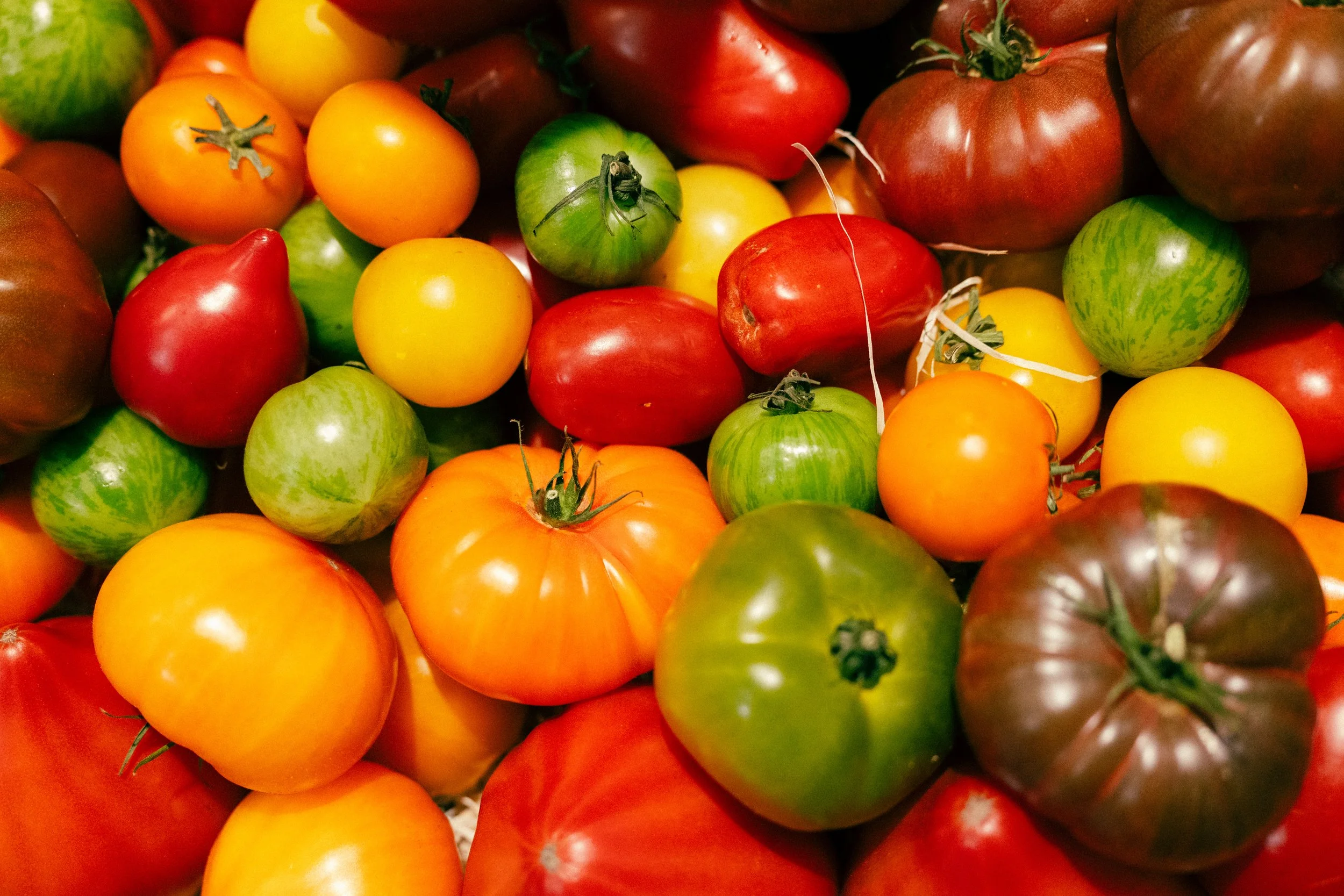 A colorful assortment of heirloom and cherry tomatoes in various sizes and colors including red, green, orange, and yellow.