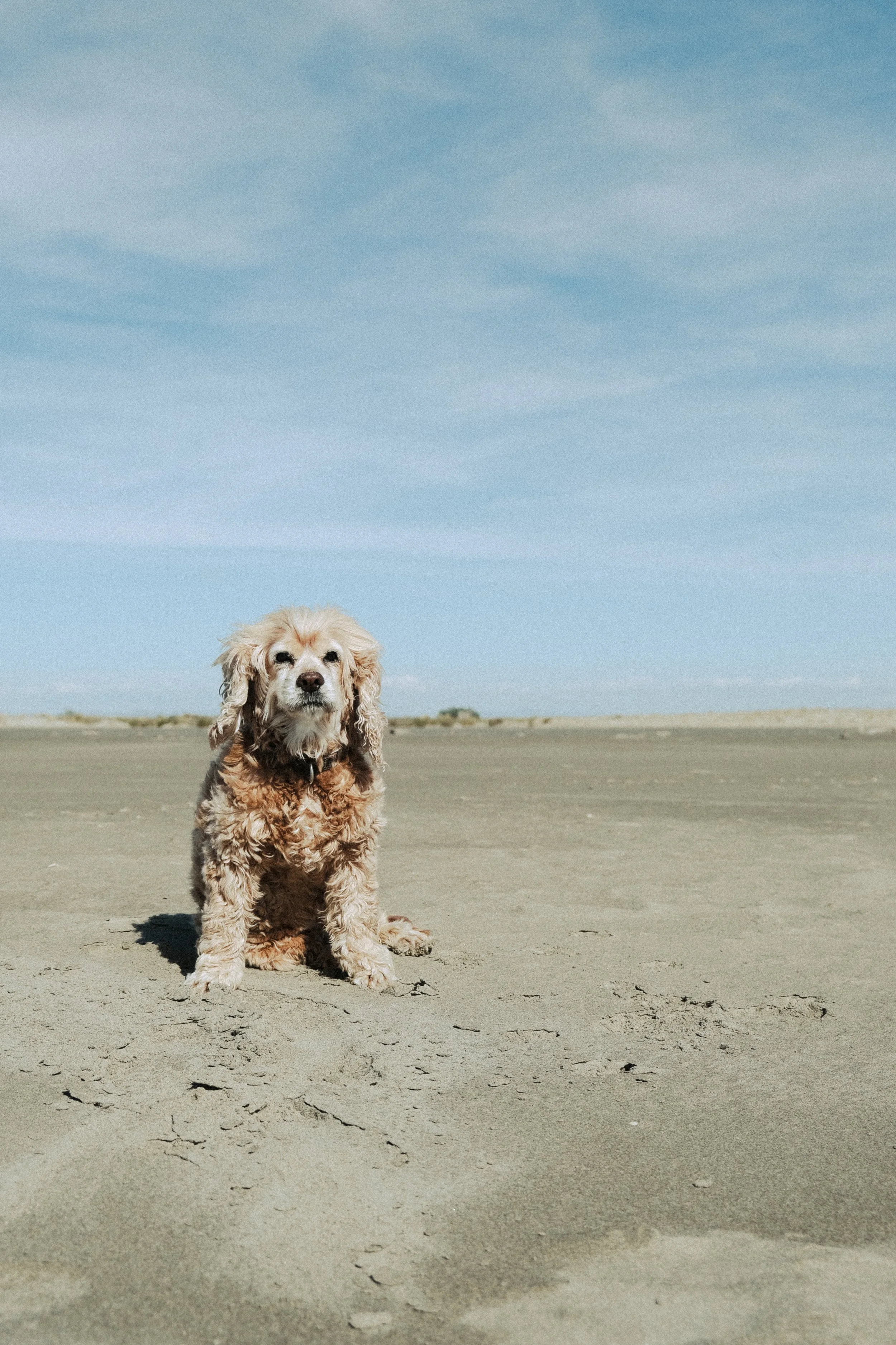 A dog sitting on sandy beach with footprints, under a partly cloudy blue sky.