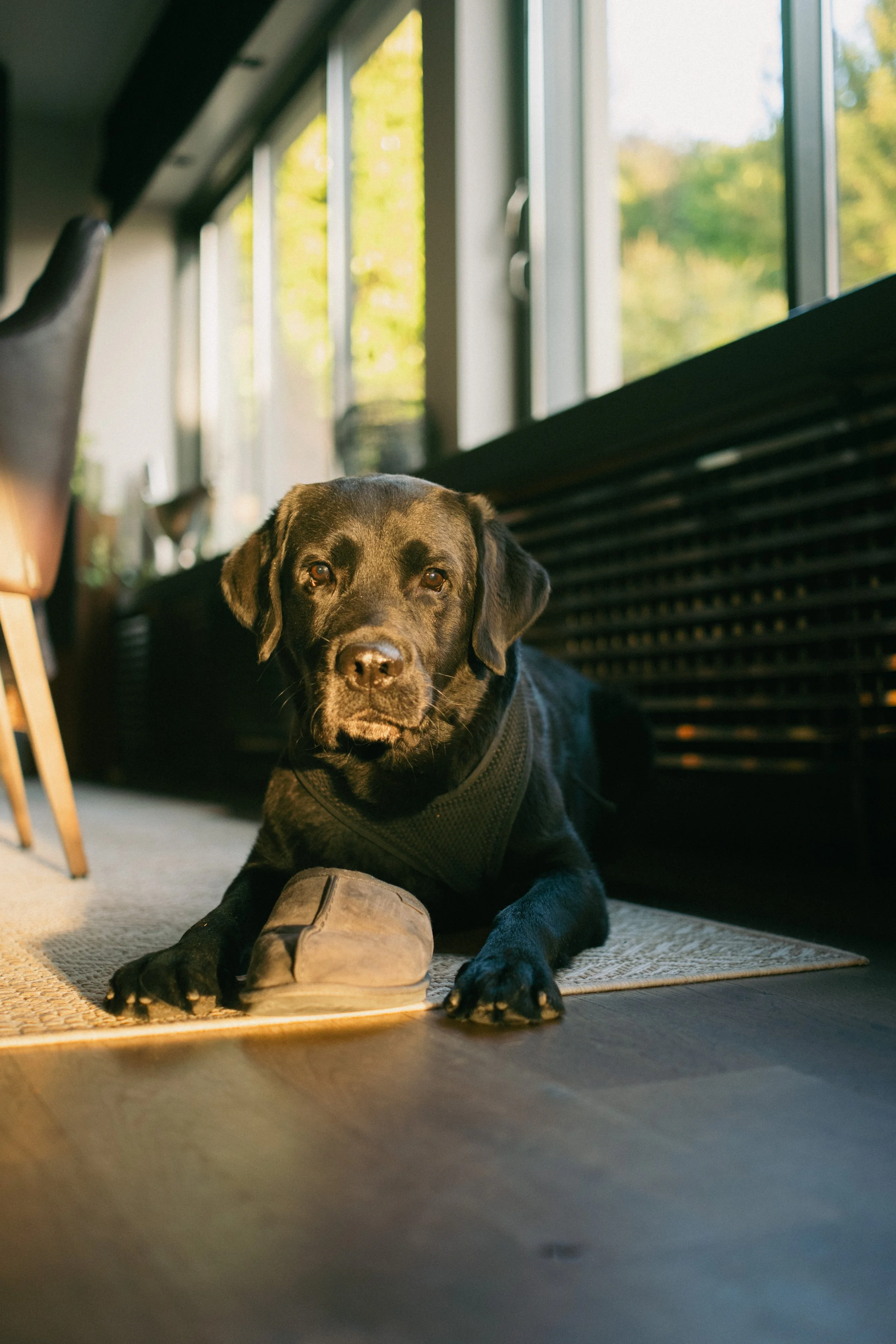 A black Labrador retriever lying on a rug inside a sunlit room, with one paw resting on a worn shoe, near a large window showing trees outside.