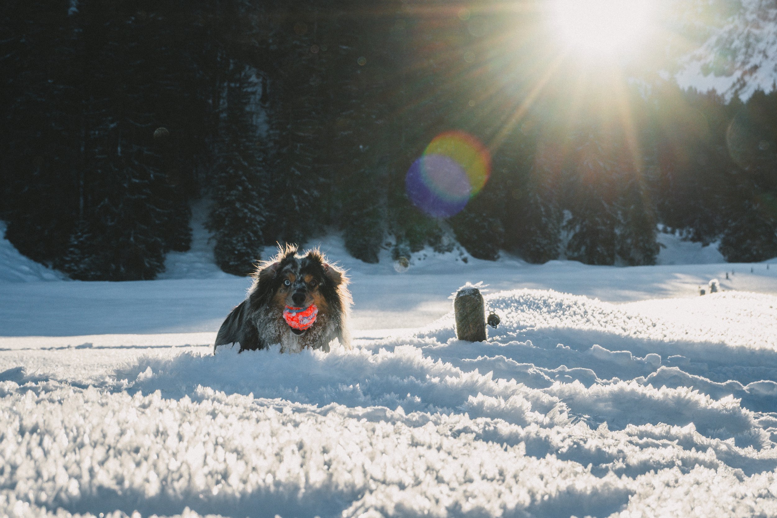A dog with a colorful ball in its mouth standing in deep snow with a forest in the background and bright sunlight shining from the top right corner.