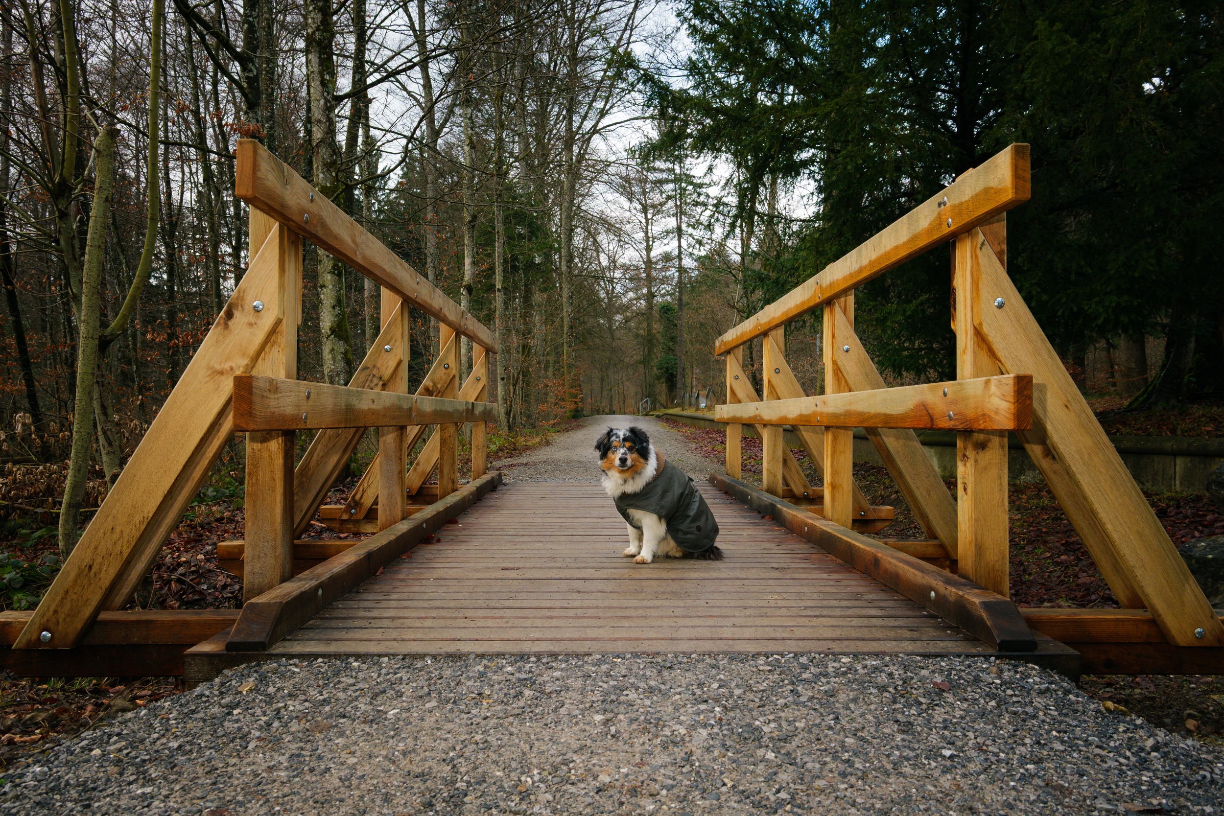A dog sitting on a small wooden bridge in a forested area, wearing a gray jacket.