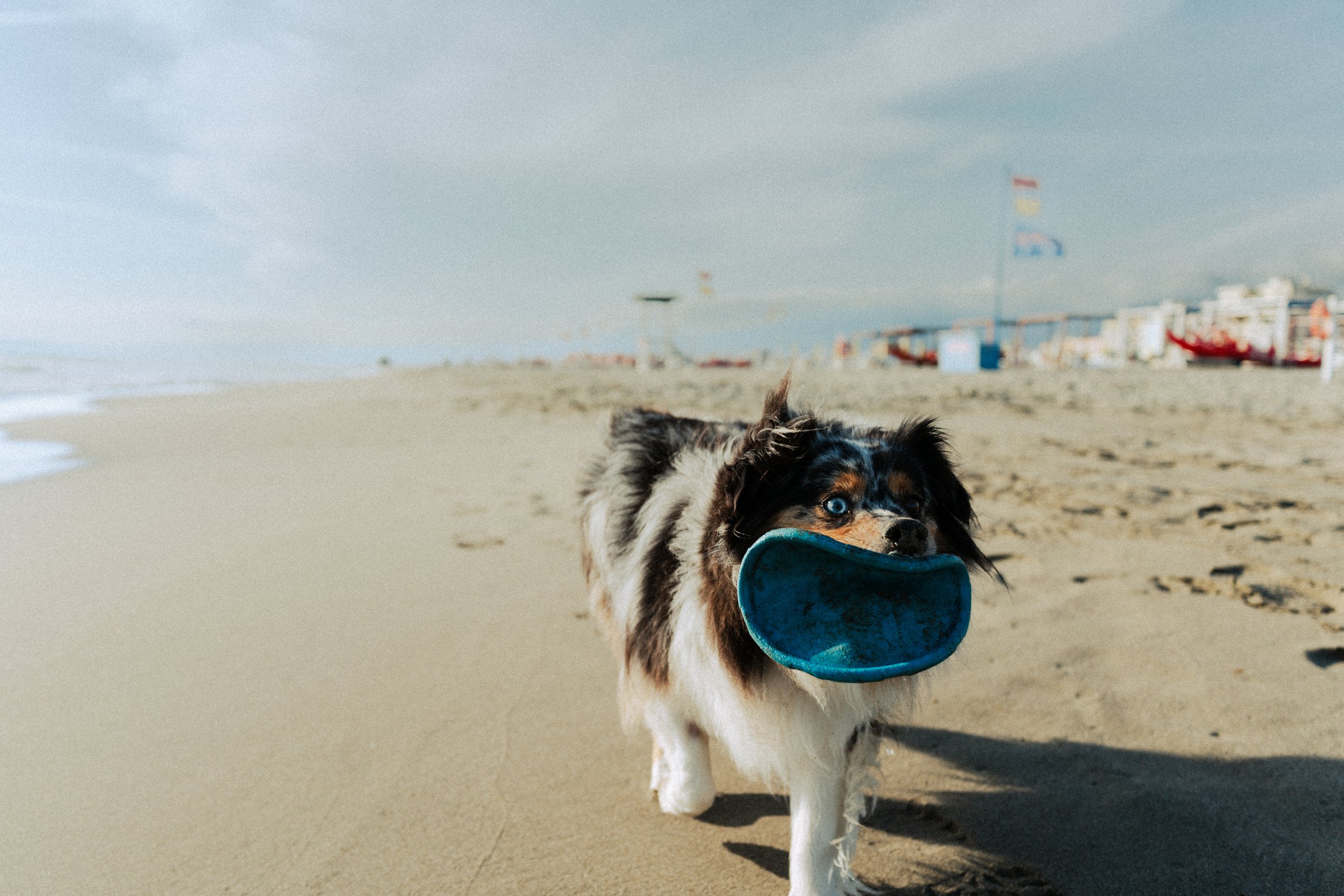 A dog carrying a blue frisbee in its mouth on a sandy beach with a cloudy sky and buildings in the background.
