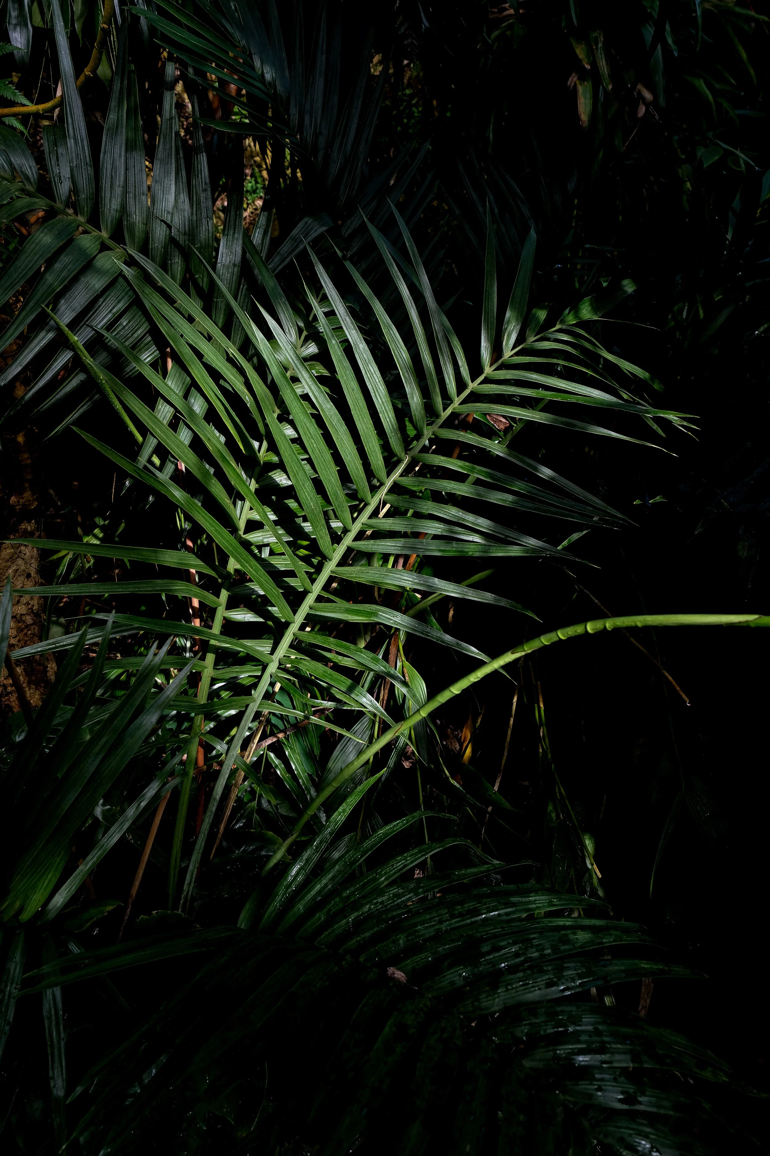 Dense green tropical foliage, including several palm fronds and large leaves, in a dark, shaded environment.