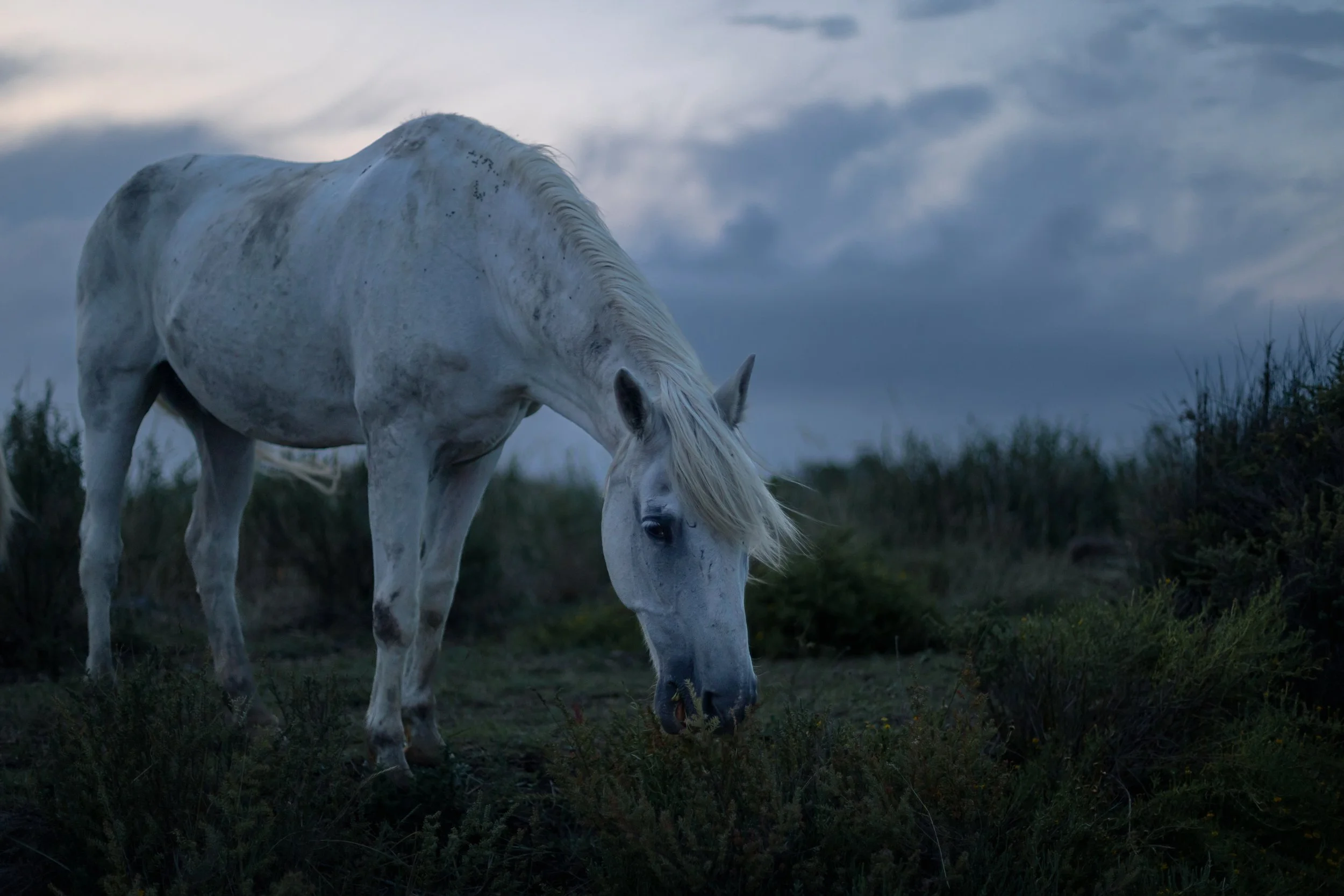 A white horse grazing on grass outdoors during dusk or early evening, with a cloudy sky in the background.