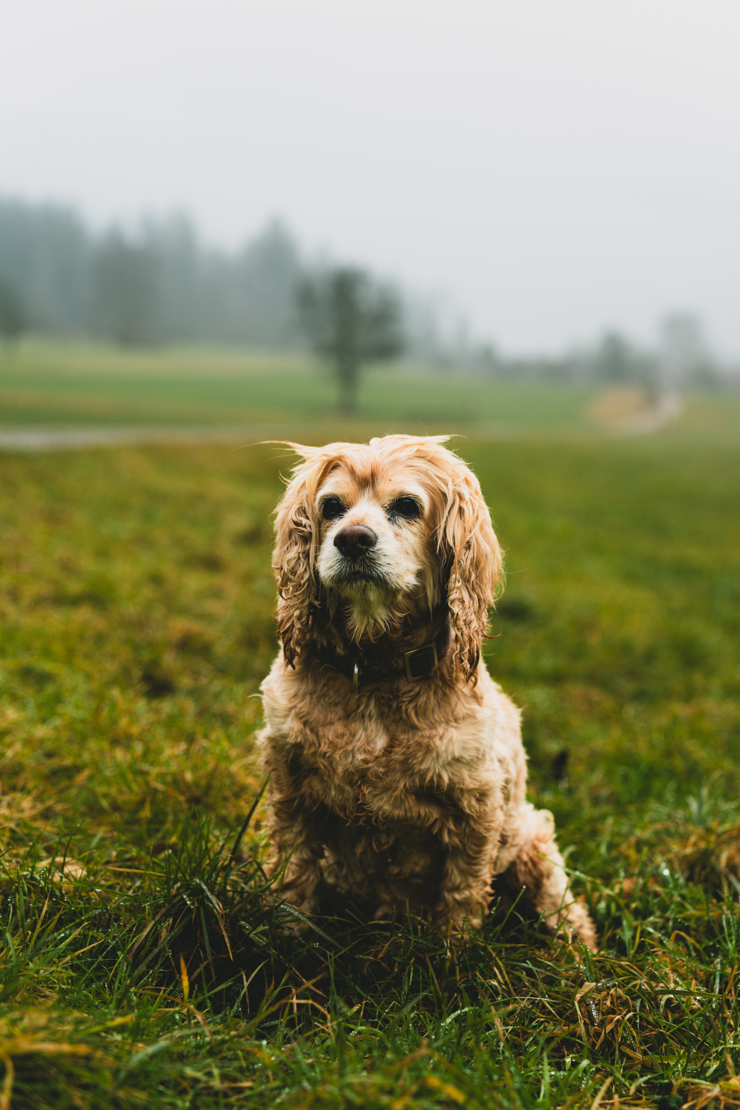 A sitting cocker spaniel dog with curly, golden fur on a grassy field with trees and foggy sky in the background.