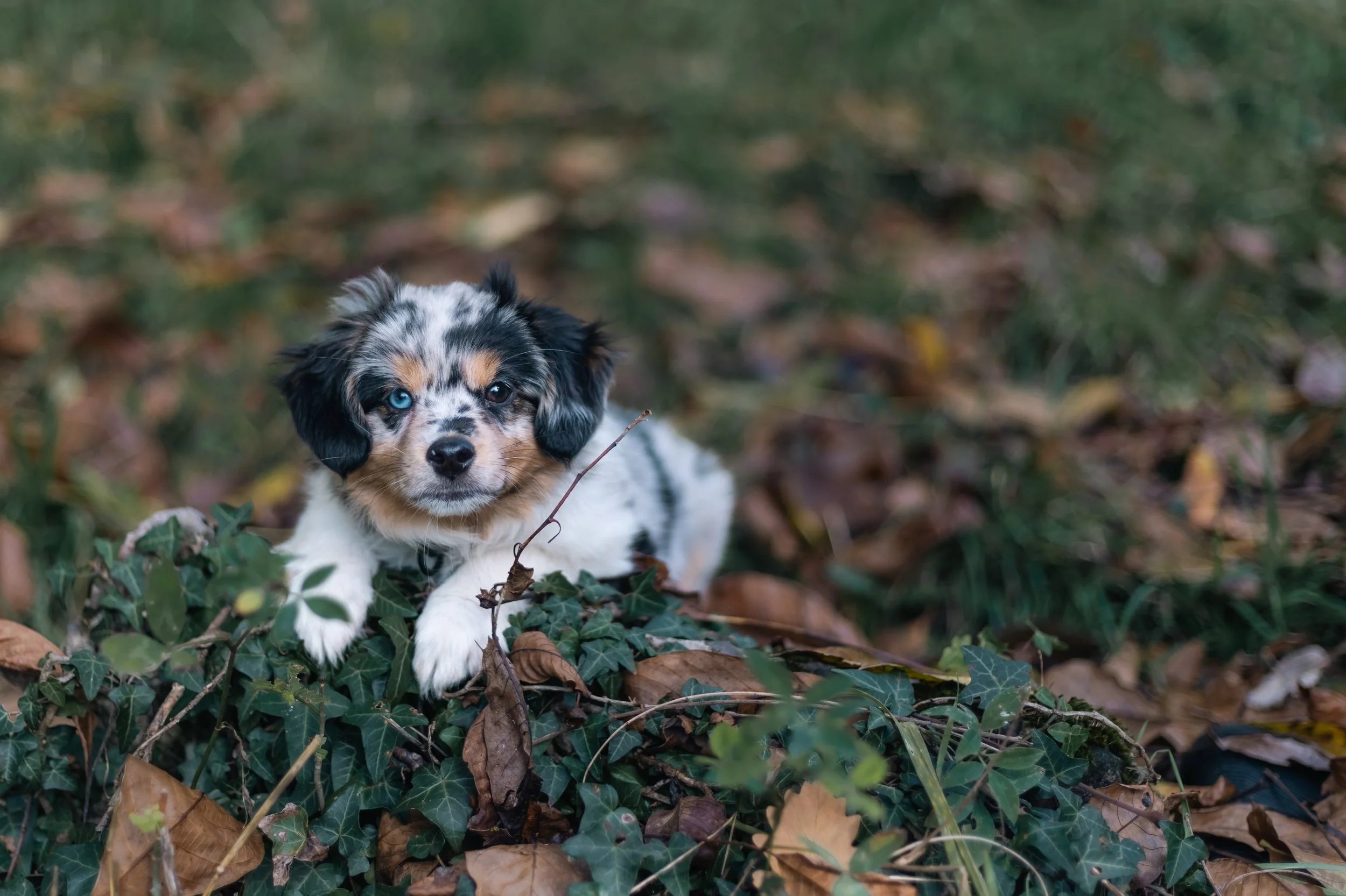 A cute Australian Shepherd puppy lying on fallen autumn leaves and greenery outdoors, gazing at the camera.