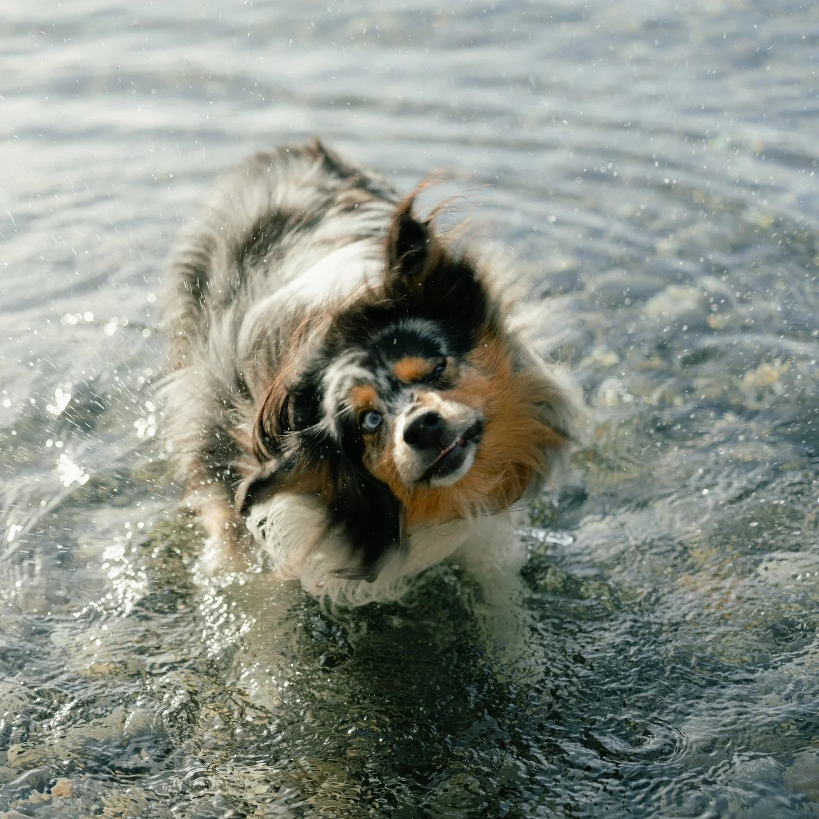 Australian Shepherd dog playing in the water, splashing and winking.