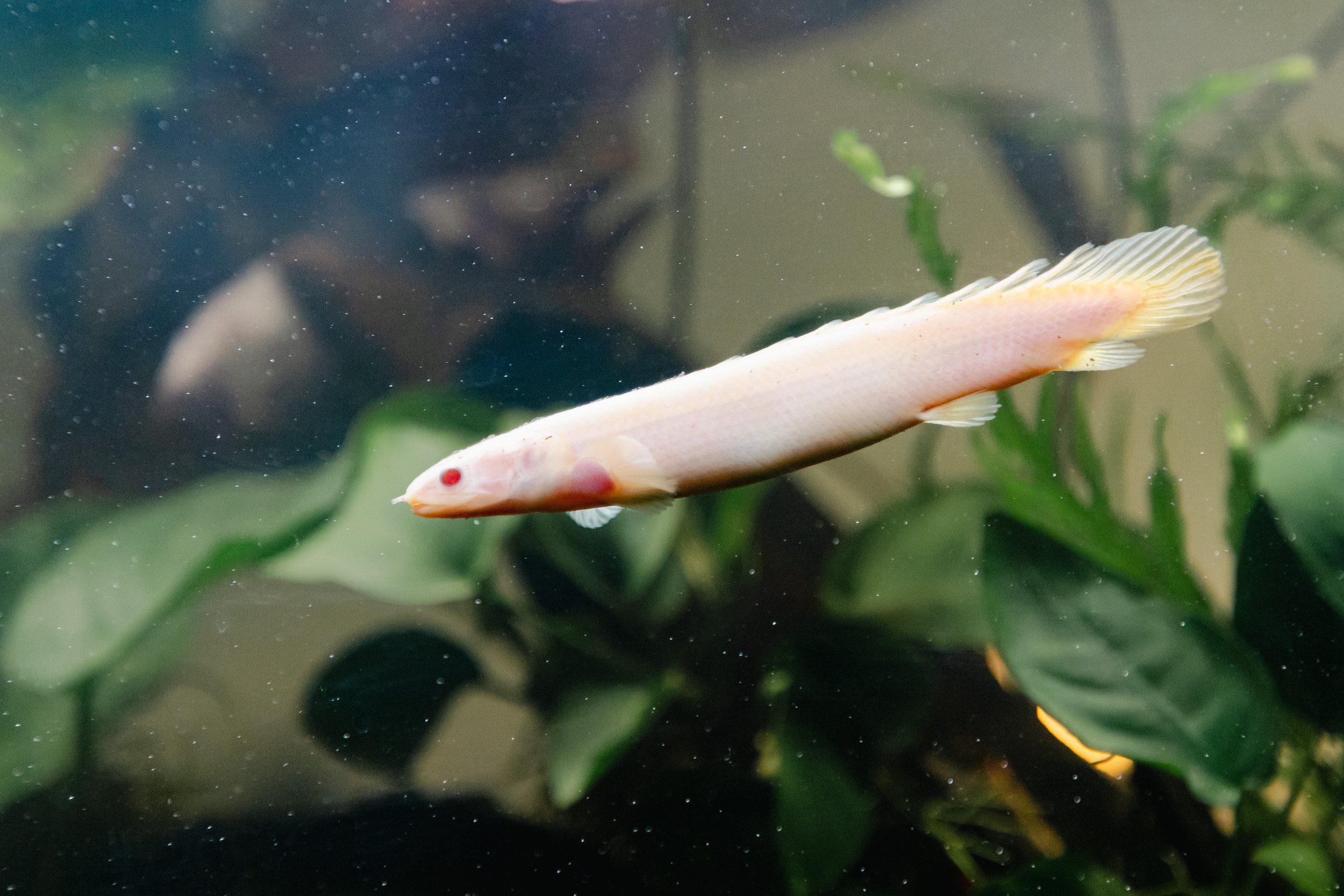 A pale, elongated fish swimming in an aquarium with green aquatic plants and some rocks in the background.