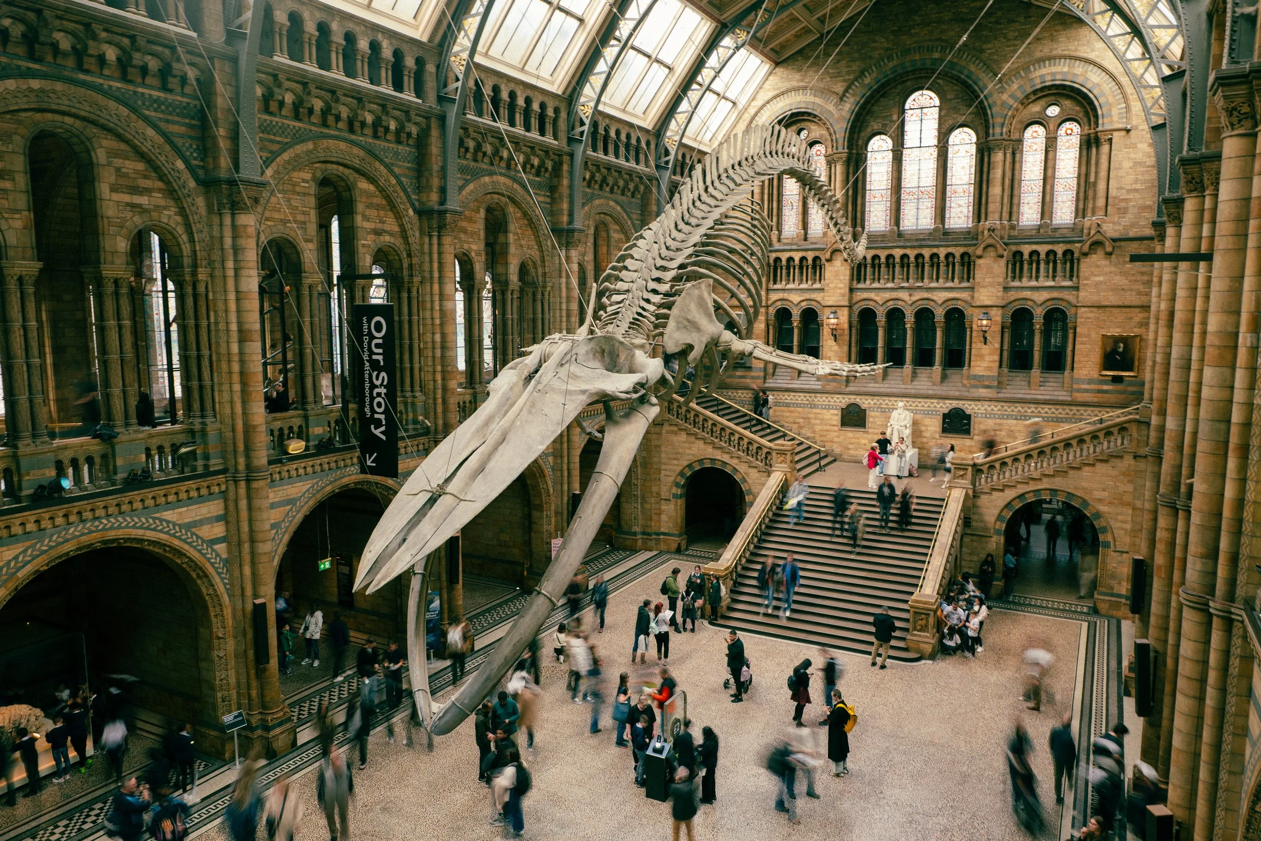 Skeleton of a large whale hanging from the ceiling inside a grand, historic building with high arched windows and ornate brickwork. Visitors are walking around on the ground level and stairs.