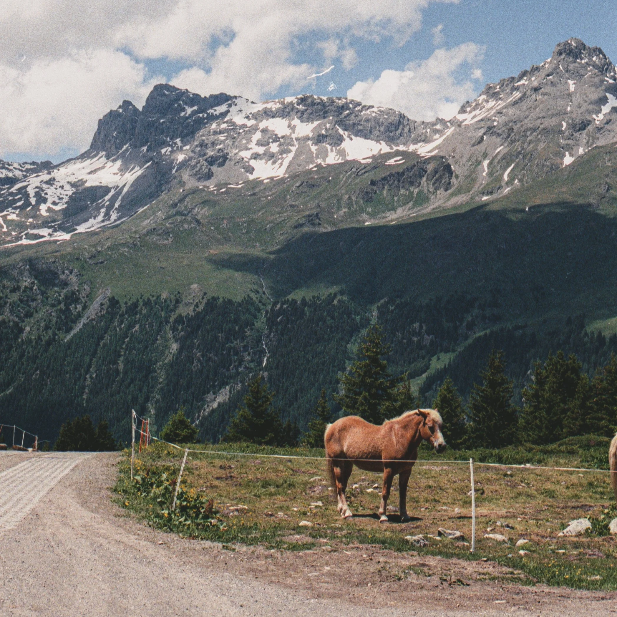 A brown horse standing in a grassy pasture near a dirt road, with mountains and pine trees in the background under a partly cloudy sky.