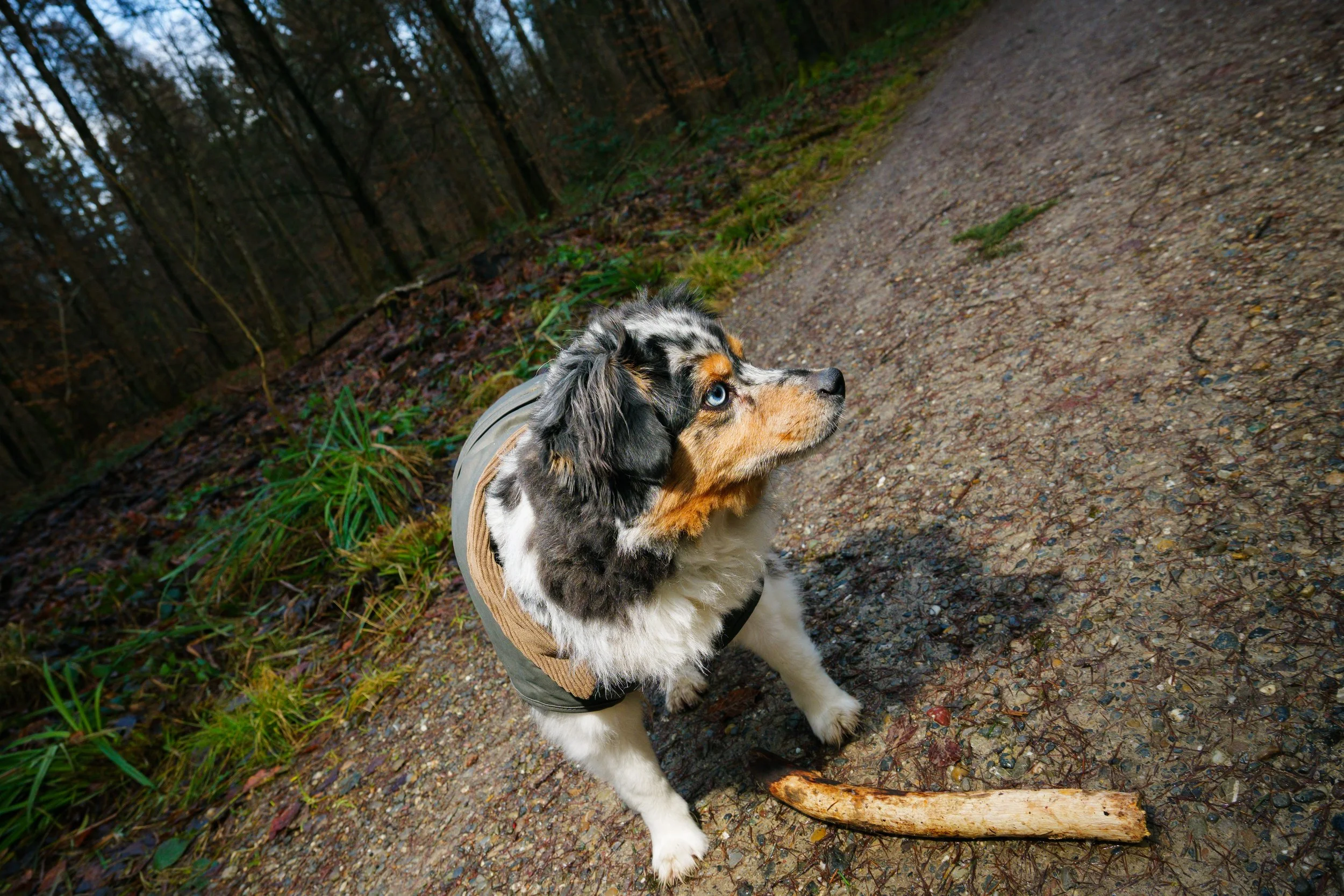 An Australian Shepherd dog with blue eyes wearing a vest, sitting on a dirt trail in a wooded area with trees and green plants, next to a stick on the ground.