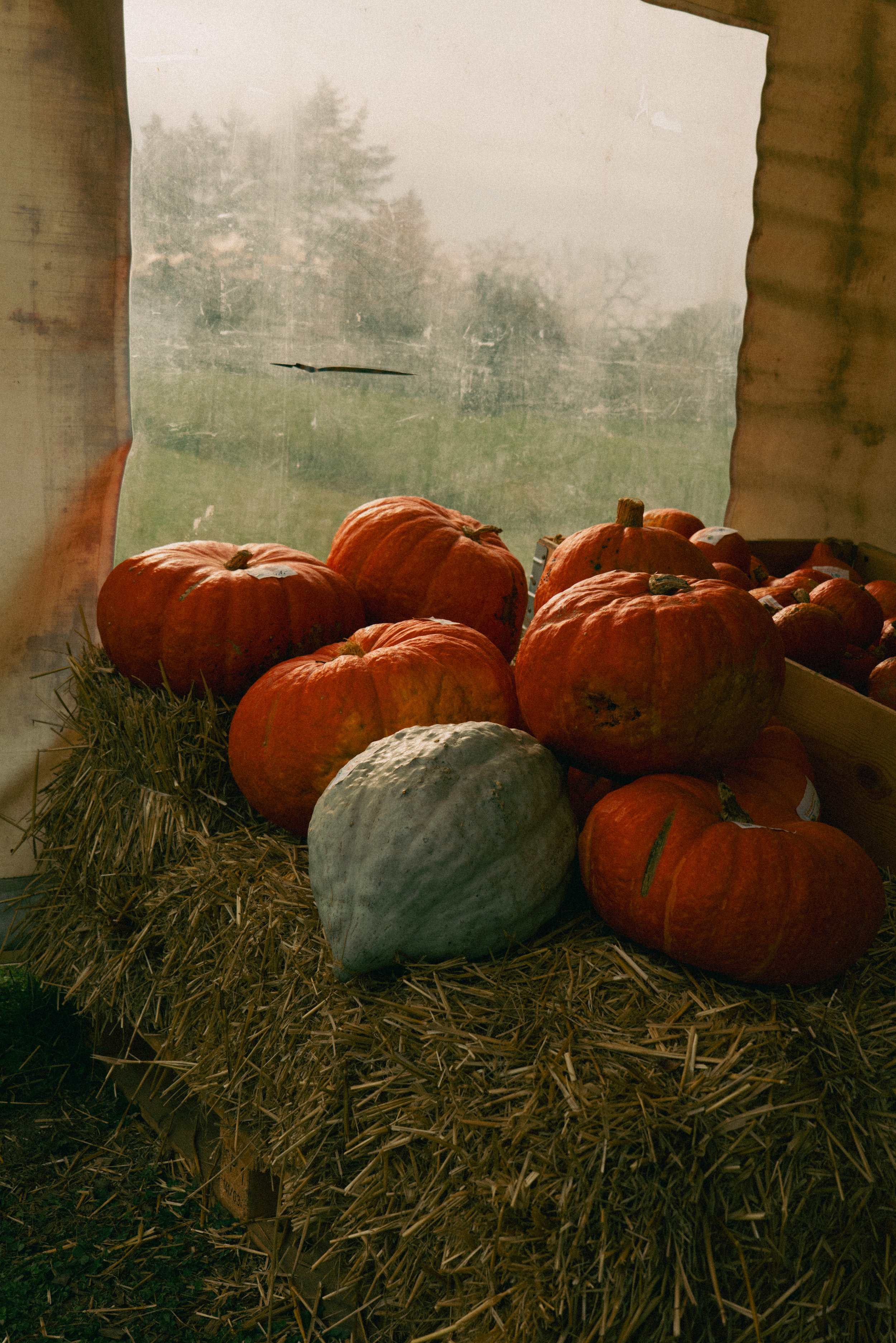 Pile of pumpkins and gourds on straw inside a rustic booth with a window showing a foggy outdoor landscape.