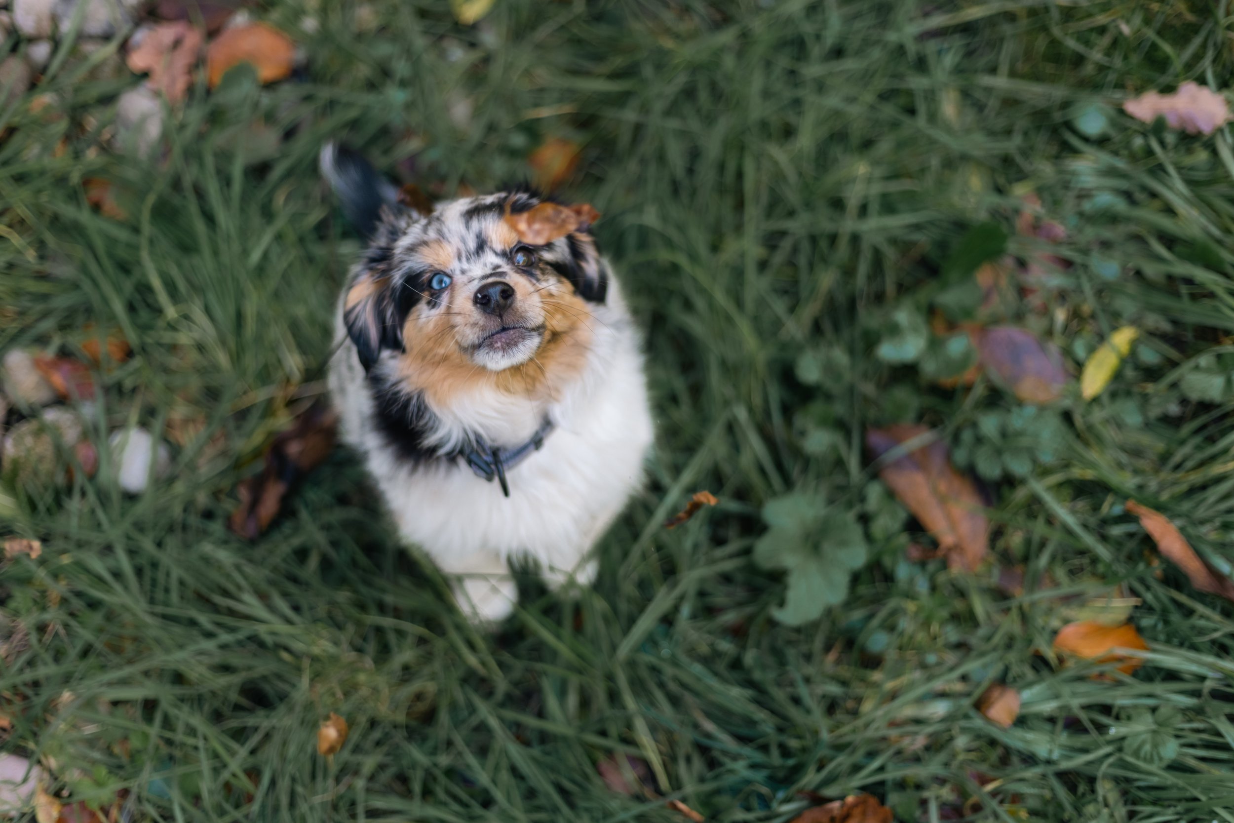 A small dog with merle fur pattern and blue eyes looking up in a grassy outdoor area.