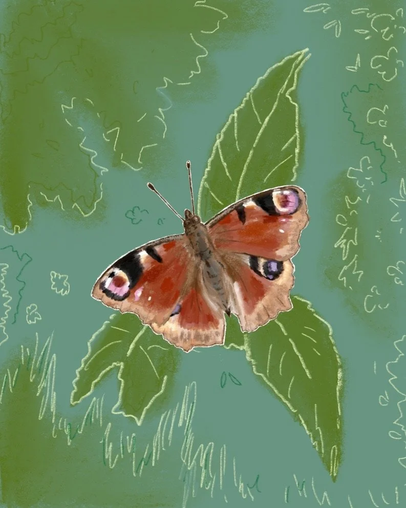 A5 Peacock Butterfly Illustration Print - Recycled Paper
