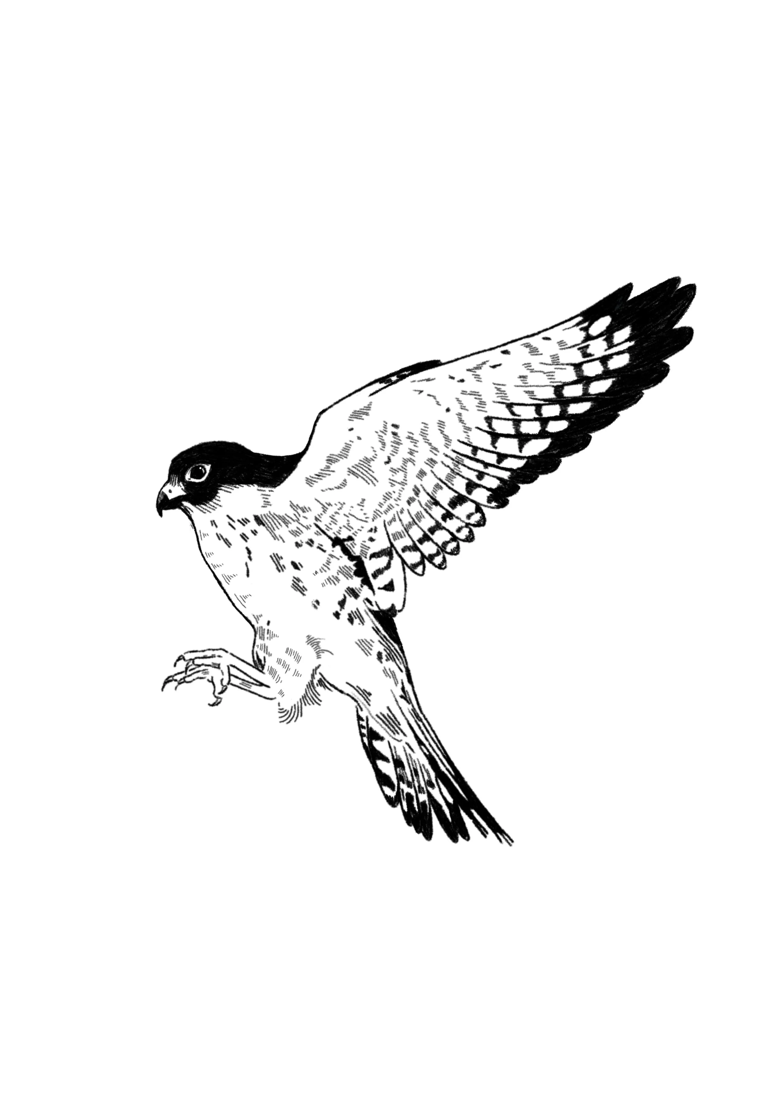 Peregrine Falcon