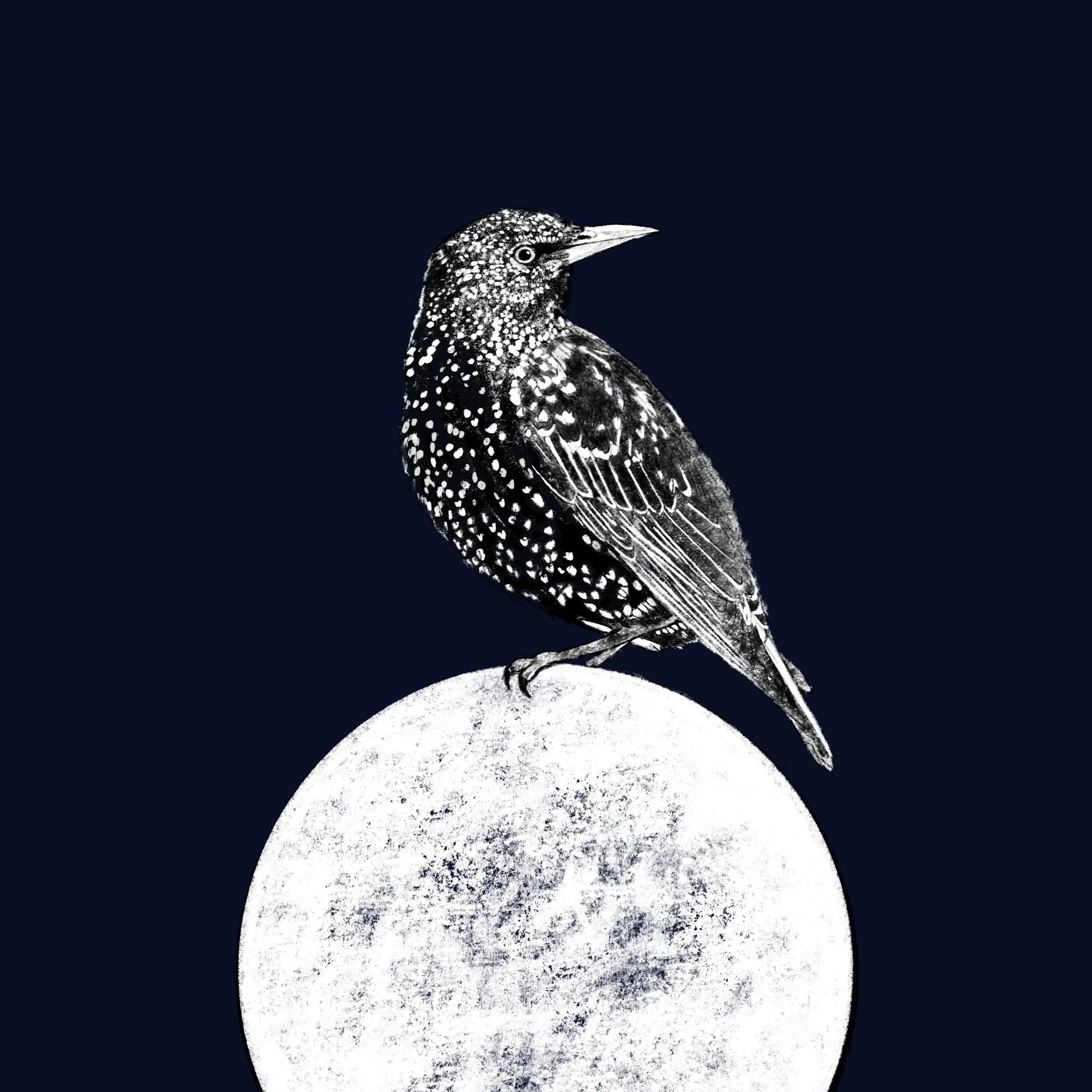 Starling on the Moon