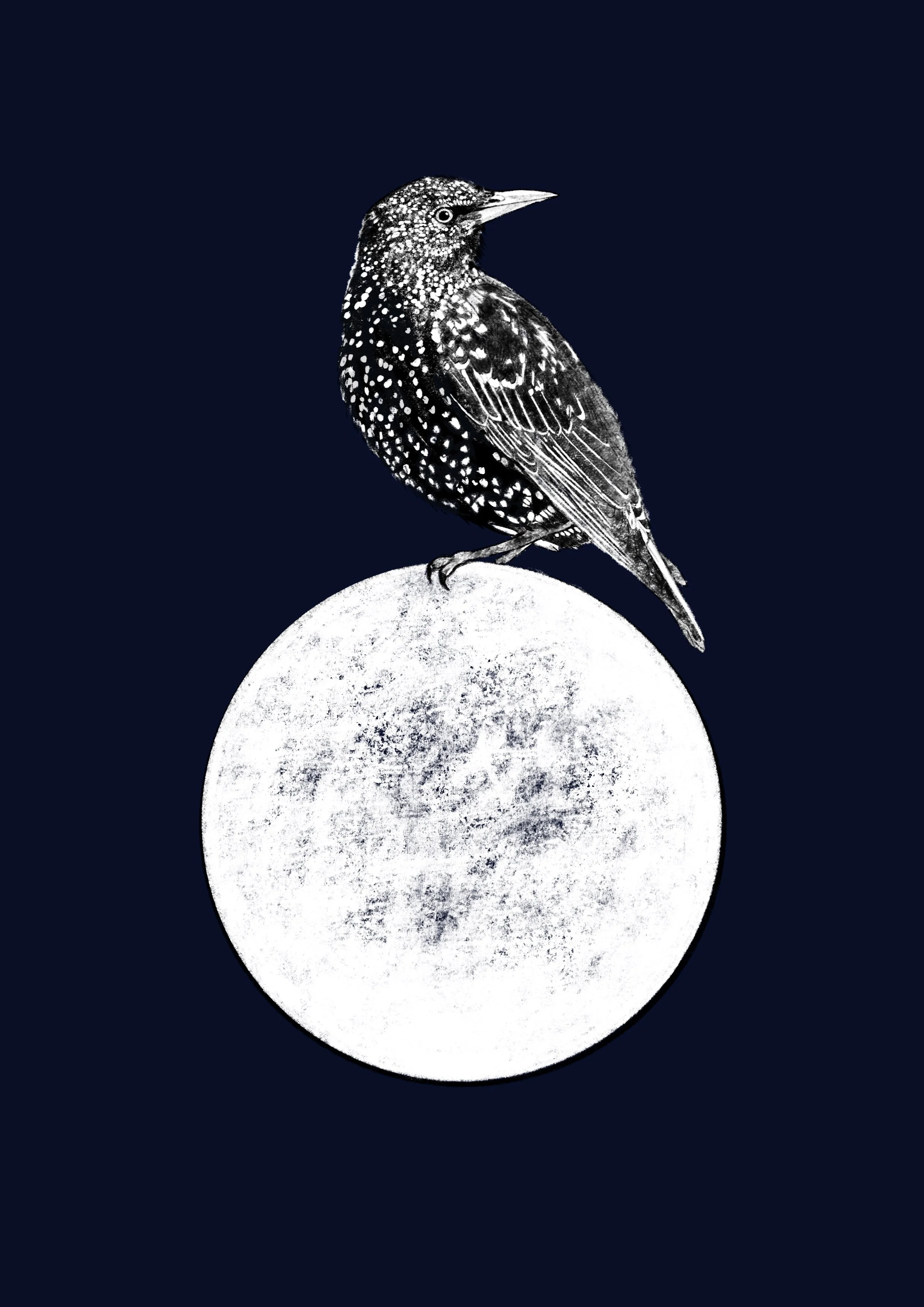 A4 Starling Illustration Print - Recycled Paper