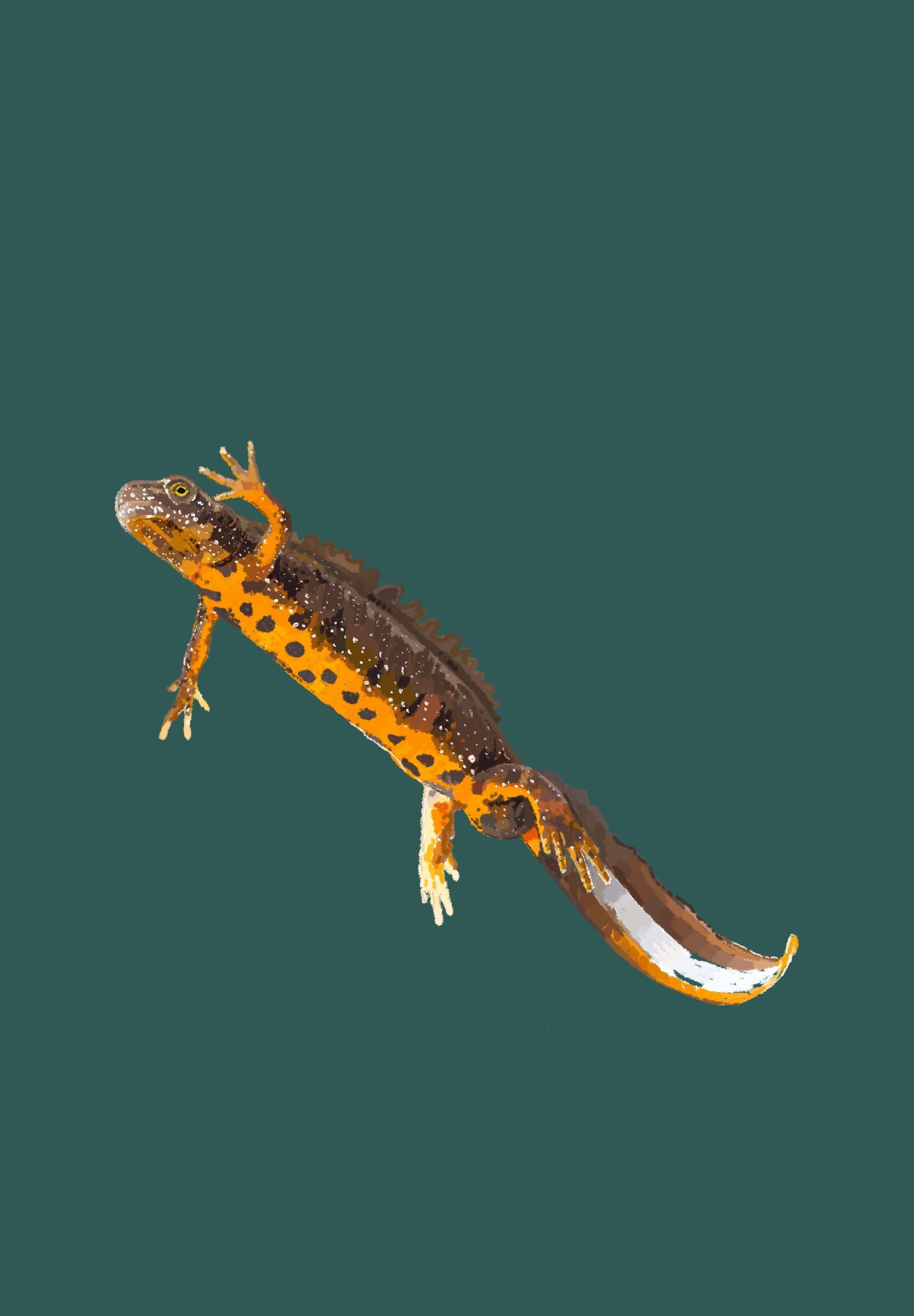 A5 Great Crested Newt Illustration Print - Recycled Paper