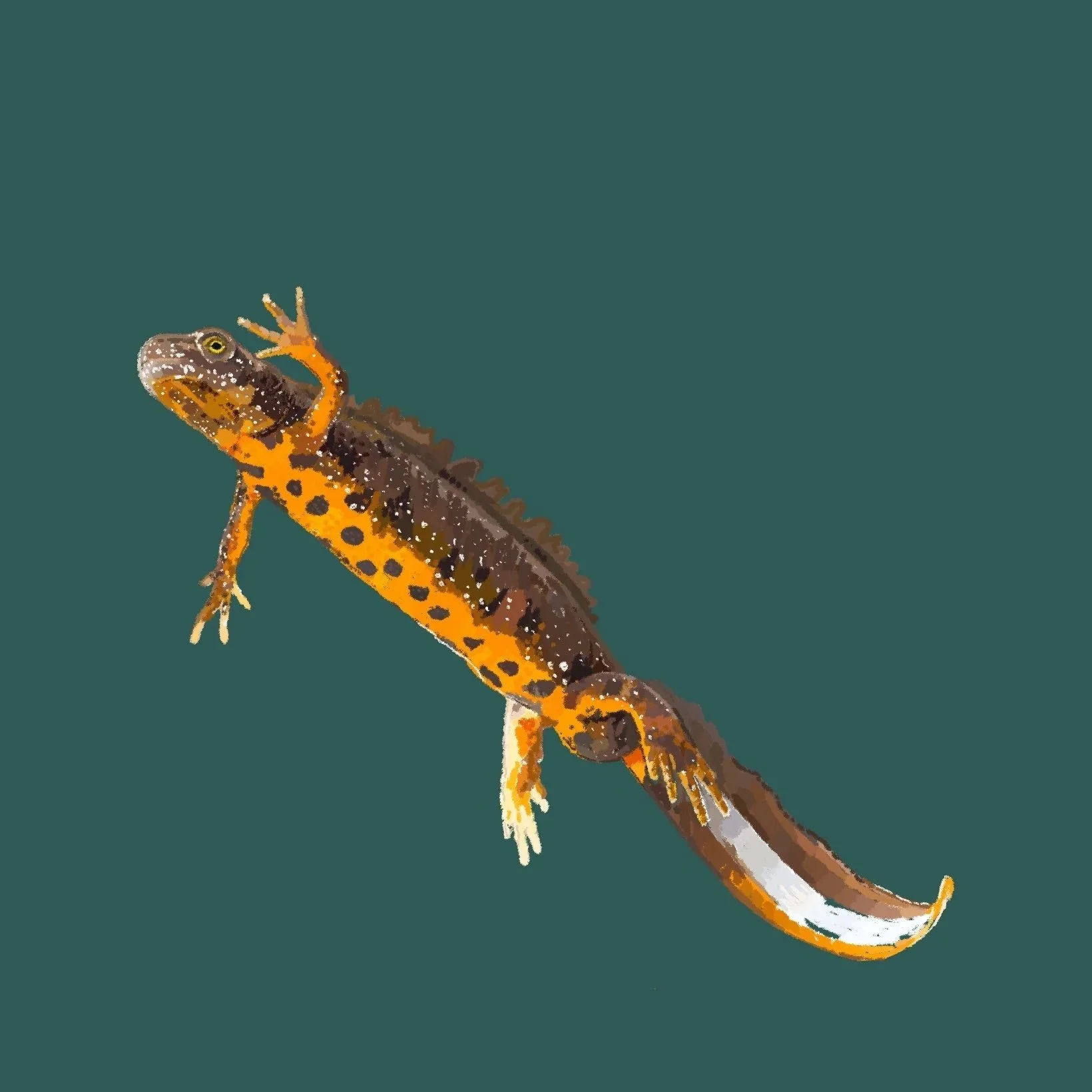 Great Crested Newt