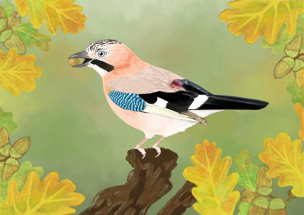 Eurasian Jay
